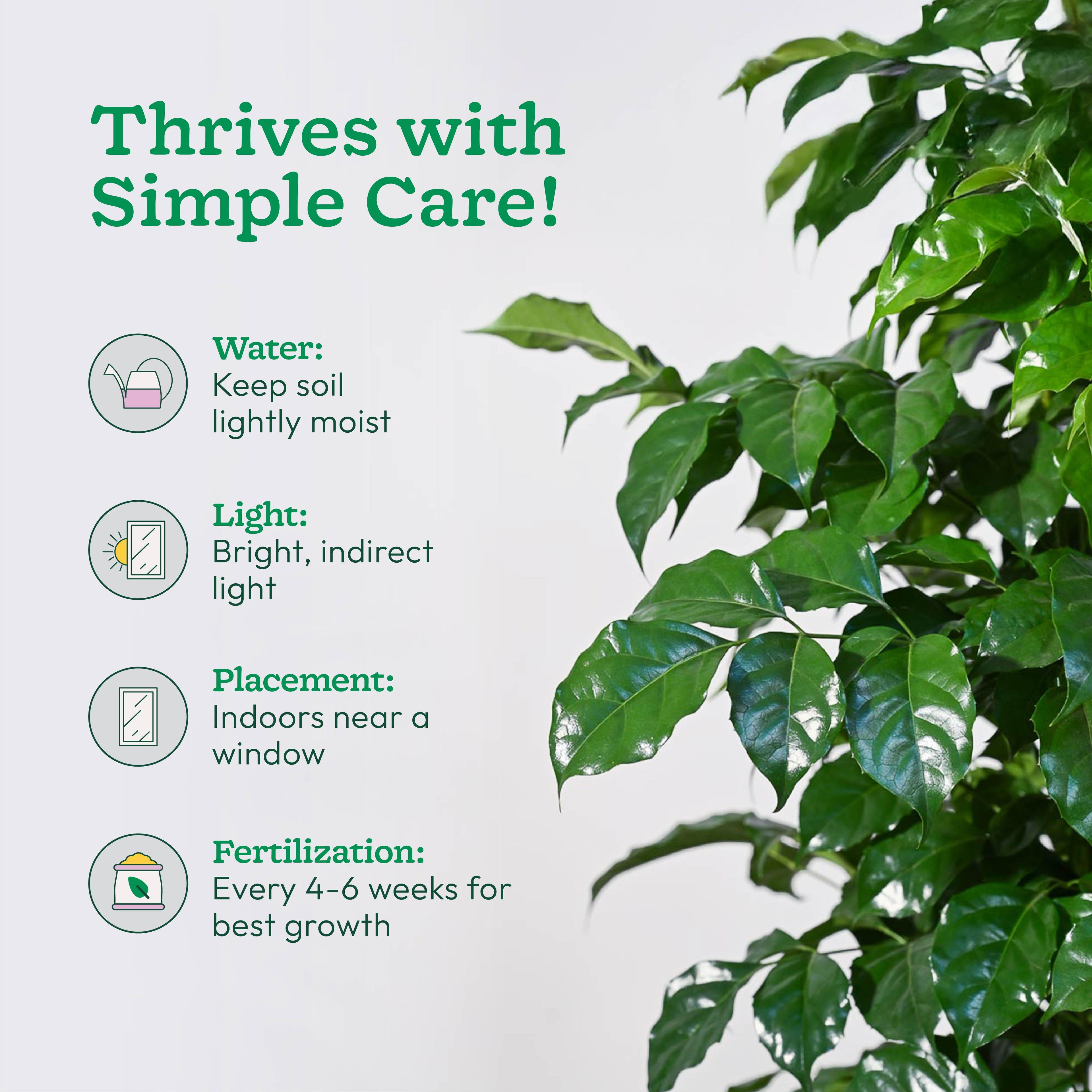 The China Doll Plant - XL