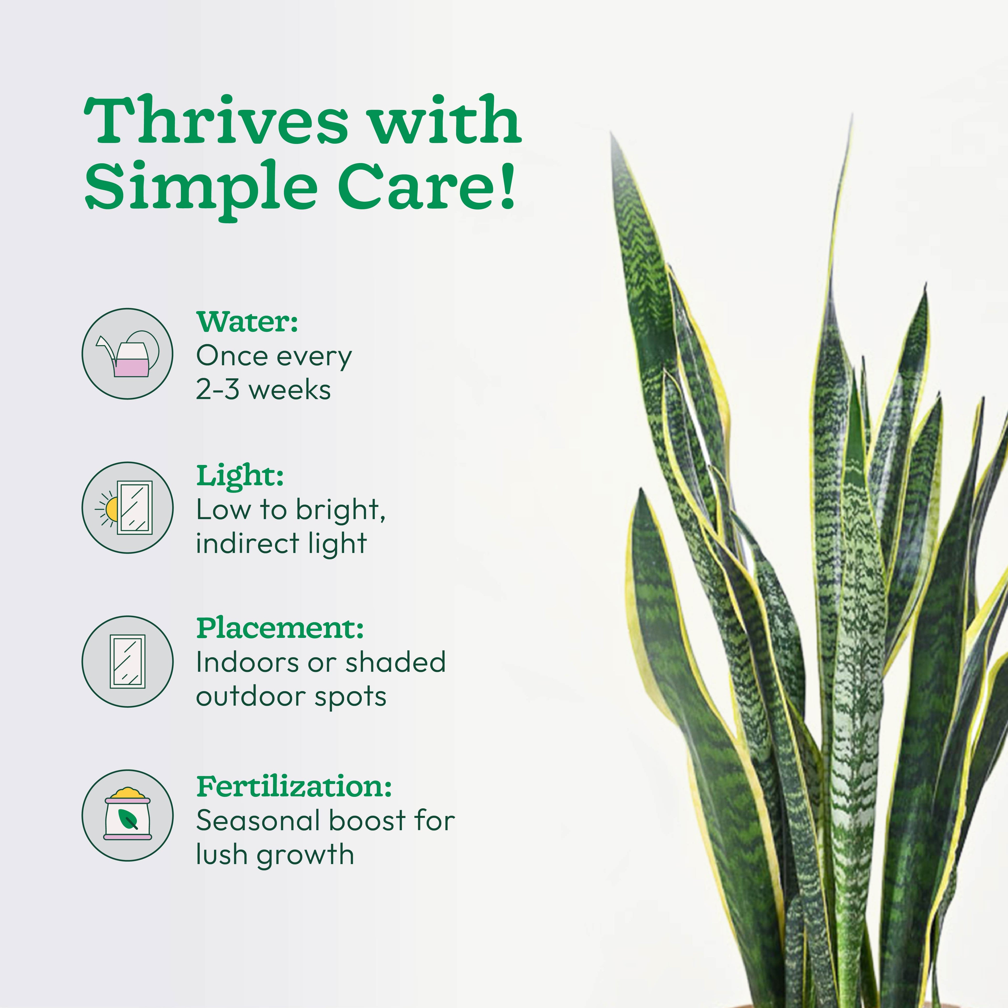 Sansevieria Laurentii Plant - XL