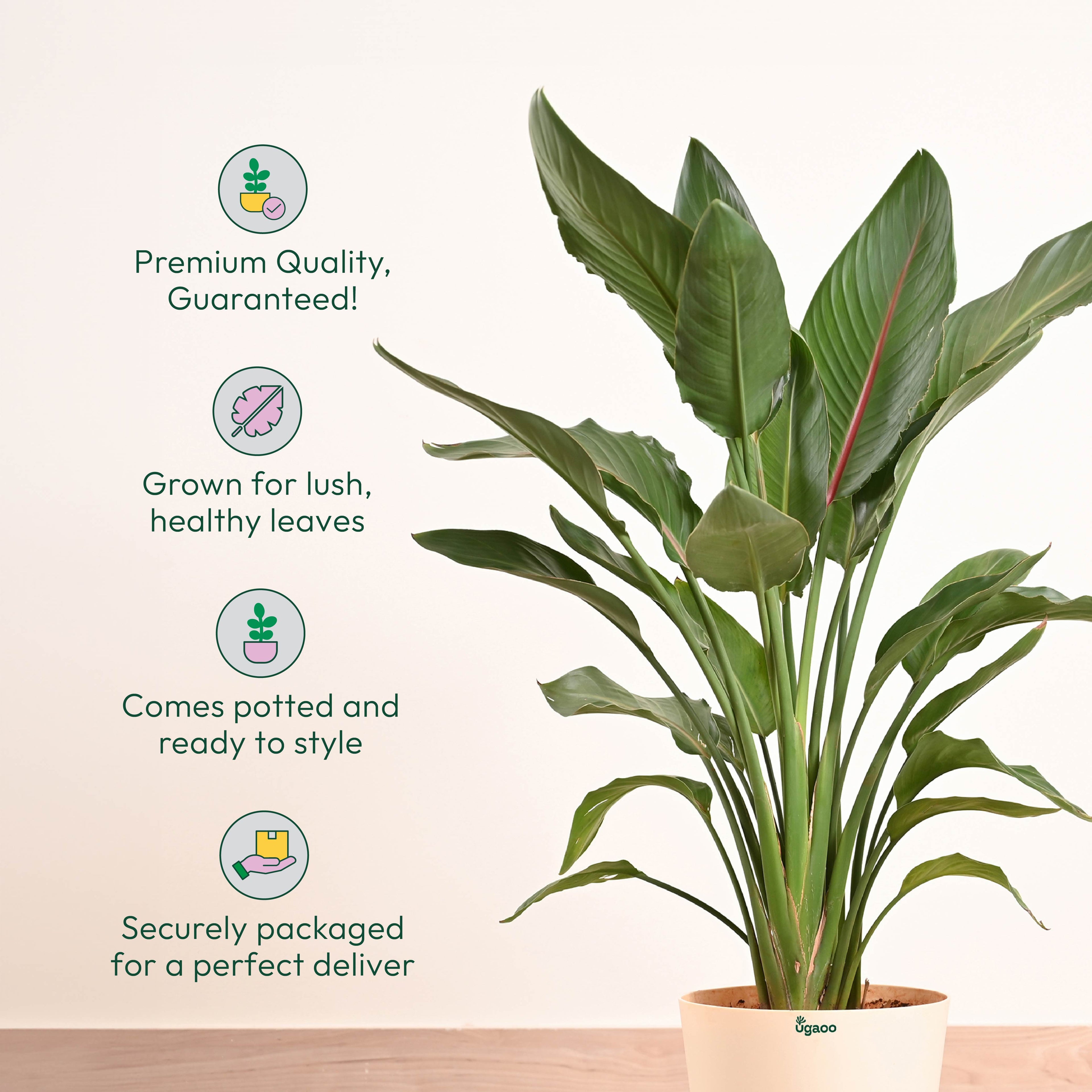 Bird Of Paradise Orange Plant - XL