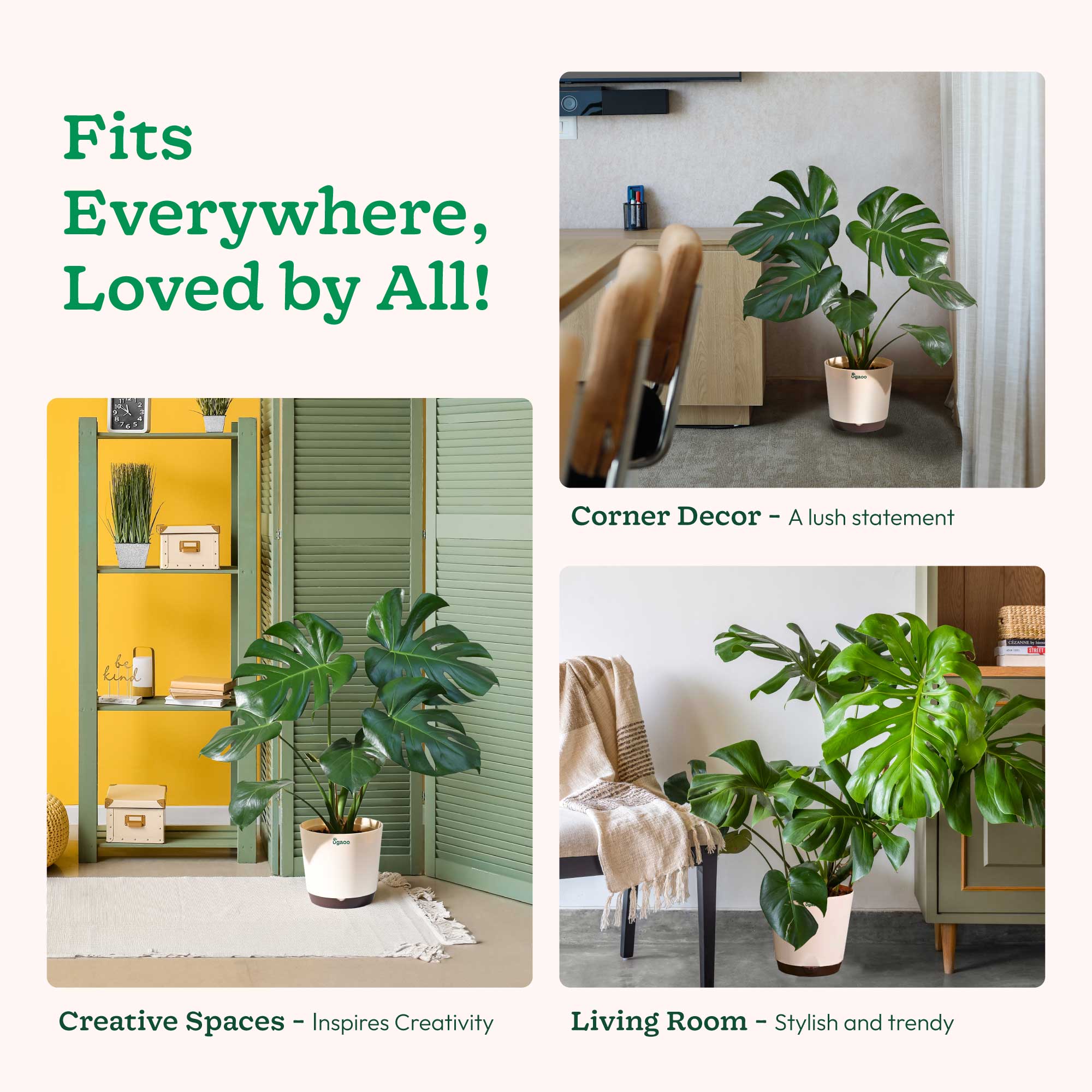 Monstera Deliciosa Plant