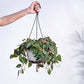 Philodendron Micans Plant With Hanging Pot