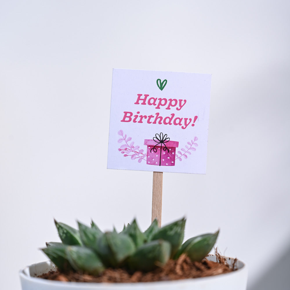 Haworthia Maculata Birthday Gift Hamper