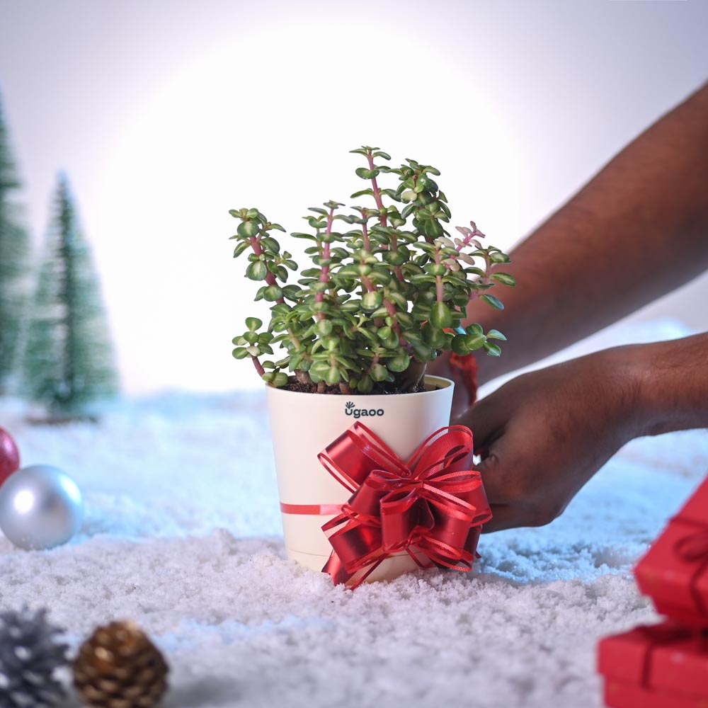 Tri-colour Jade Plant for Christmas