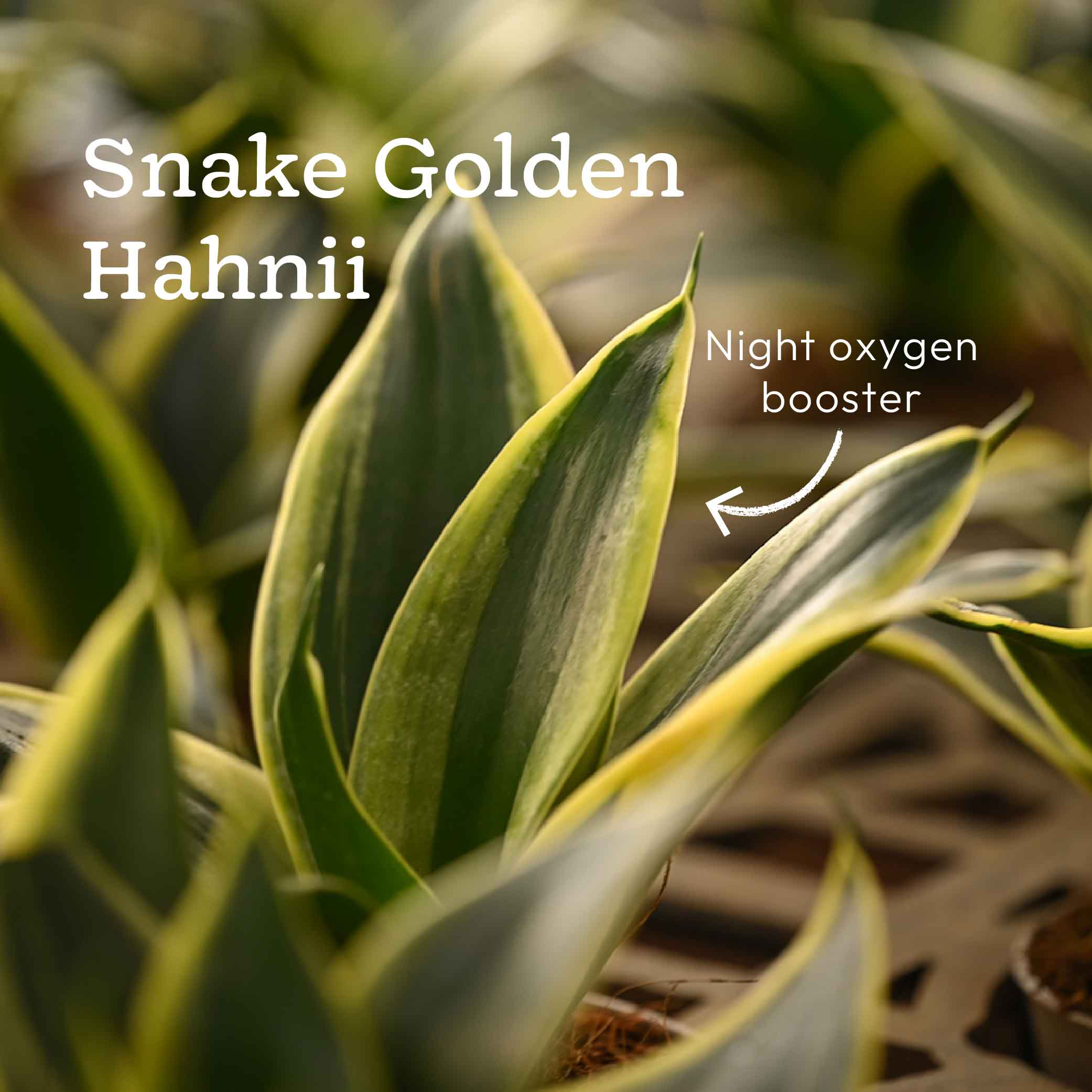 Pack of 4 Home Air Purifier Plant Bundle