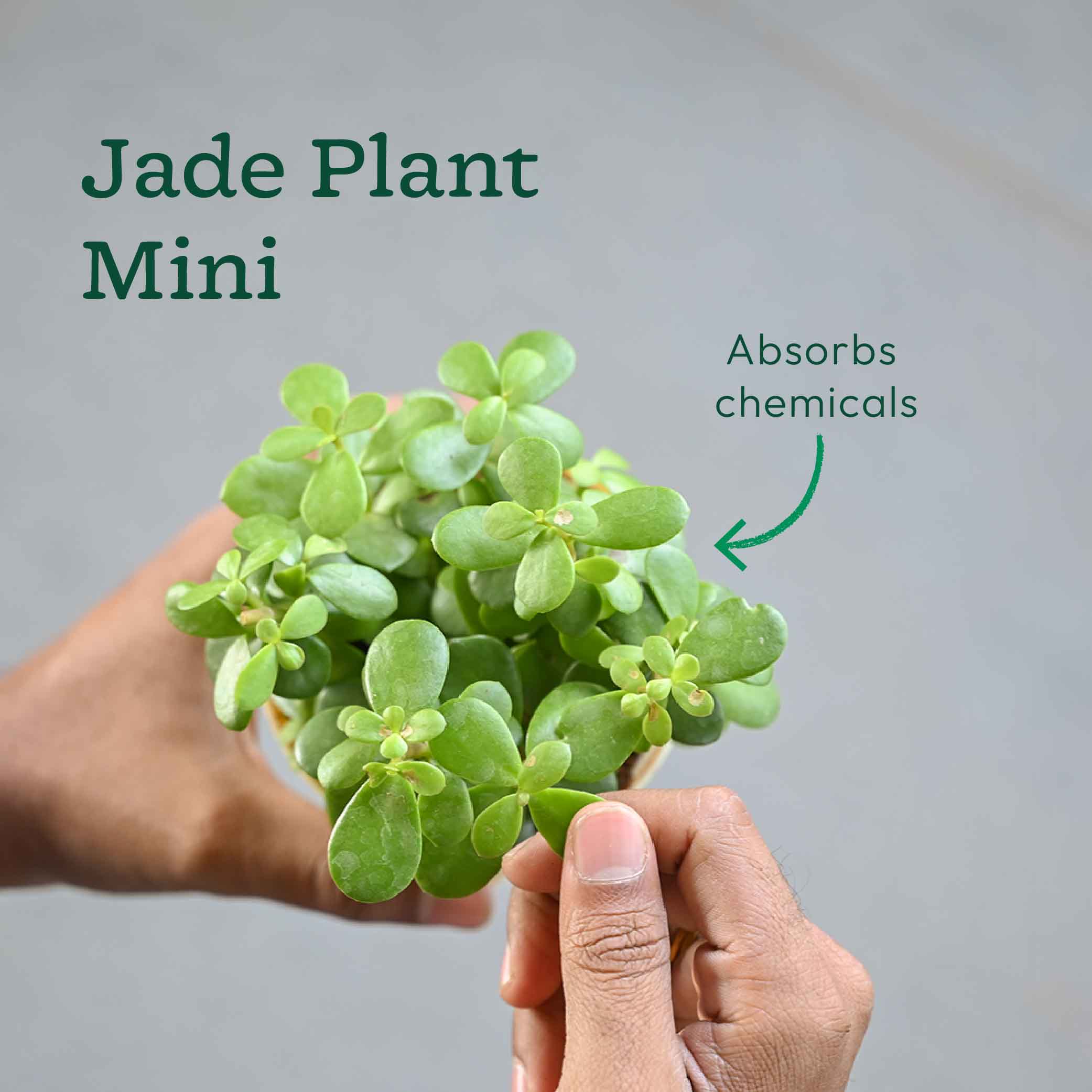 Bundle of 4 Compact Air Purifying Plant Bundle