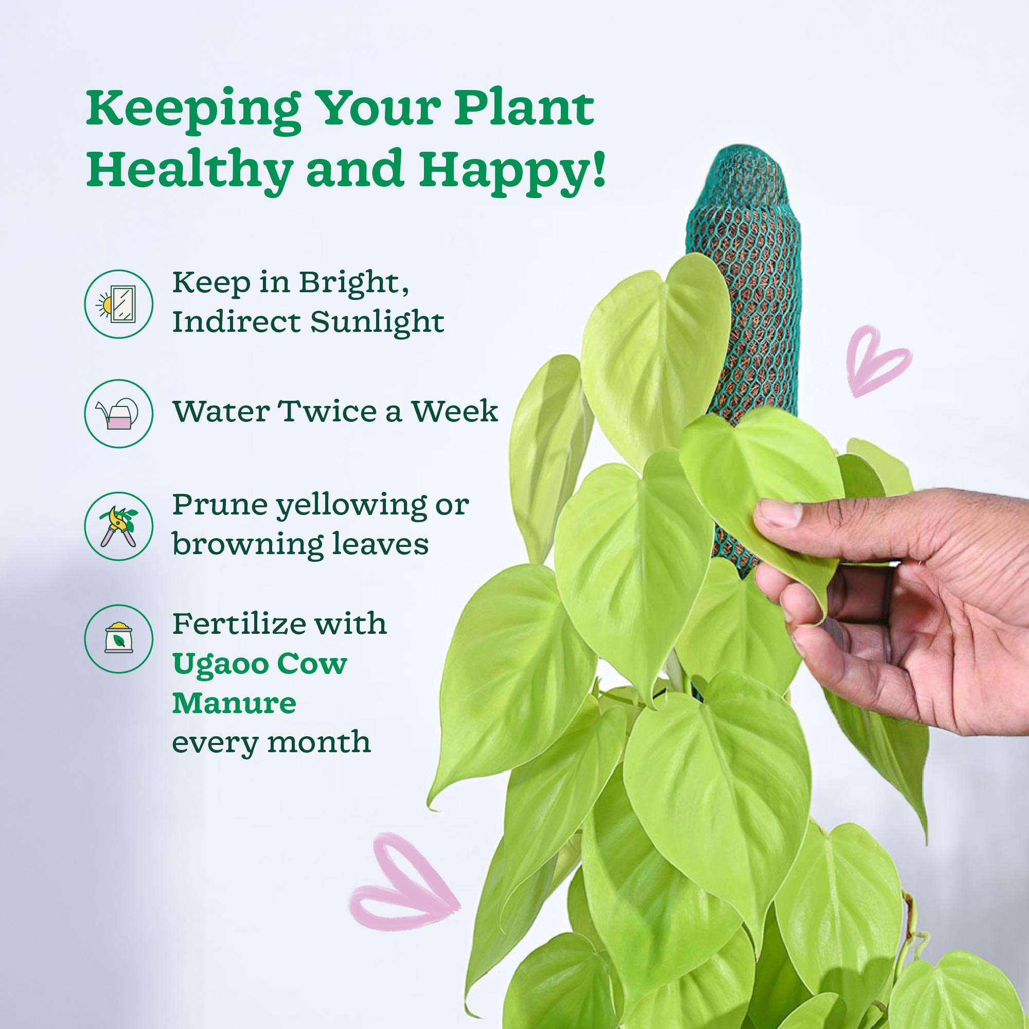 Philodendron Oxycardium Golden Plant with Moss Stick