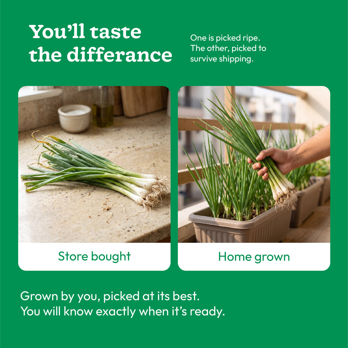Green Onion Seeds (Leek)