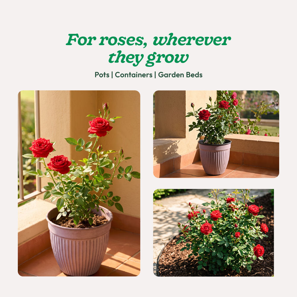 Rose Royale