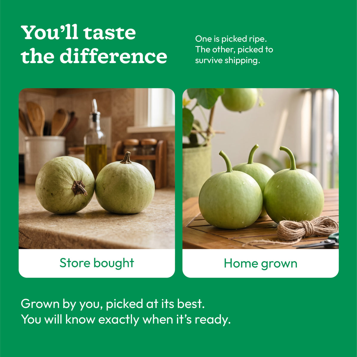 Indian Round Gourd Seeds (Tinda)