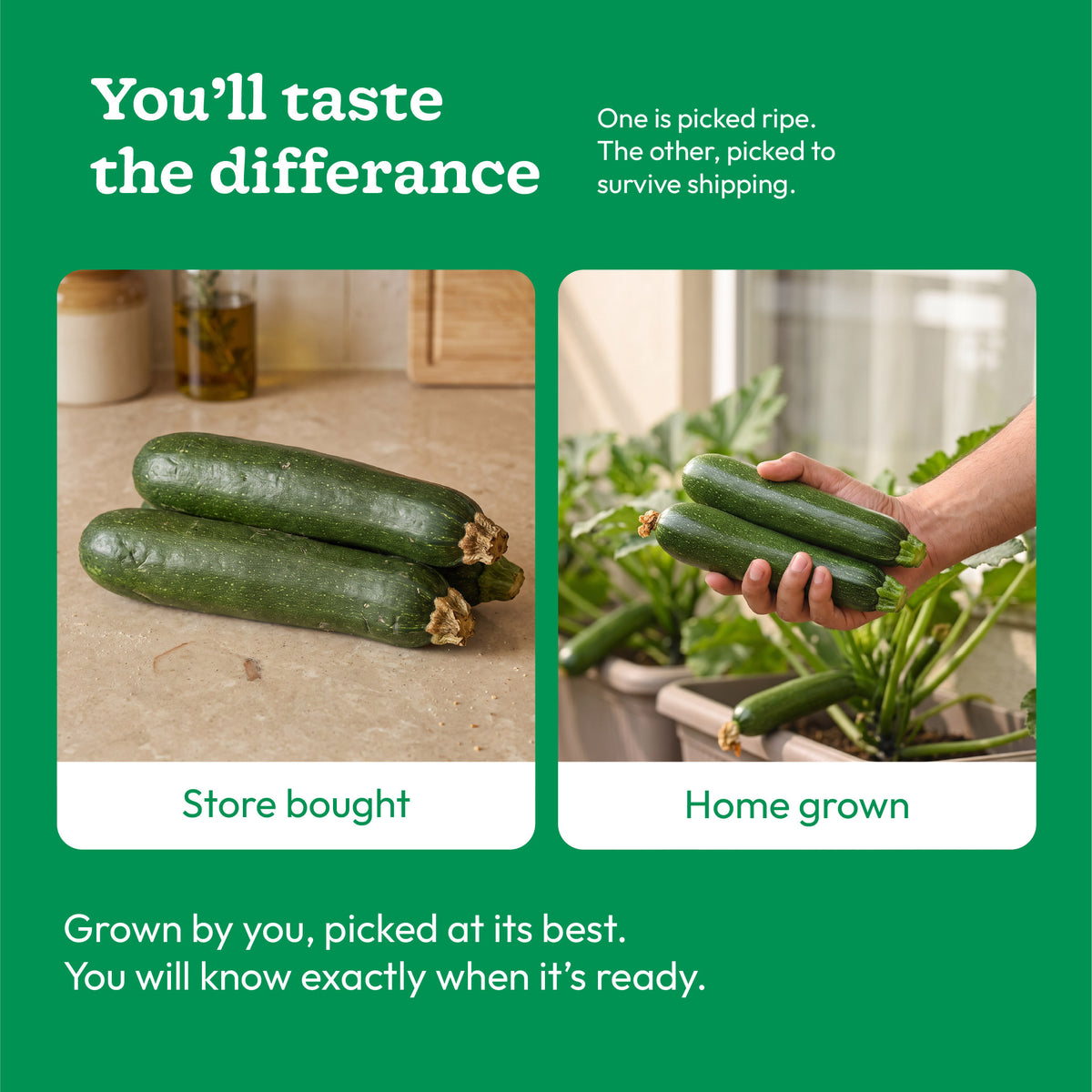 Zucchini Seeds (Squash)