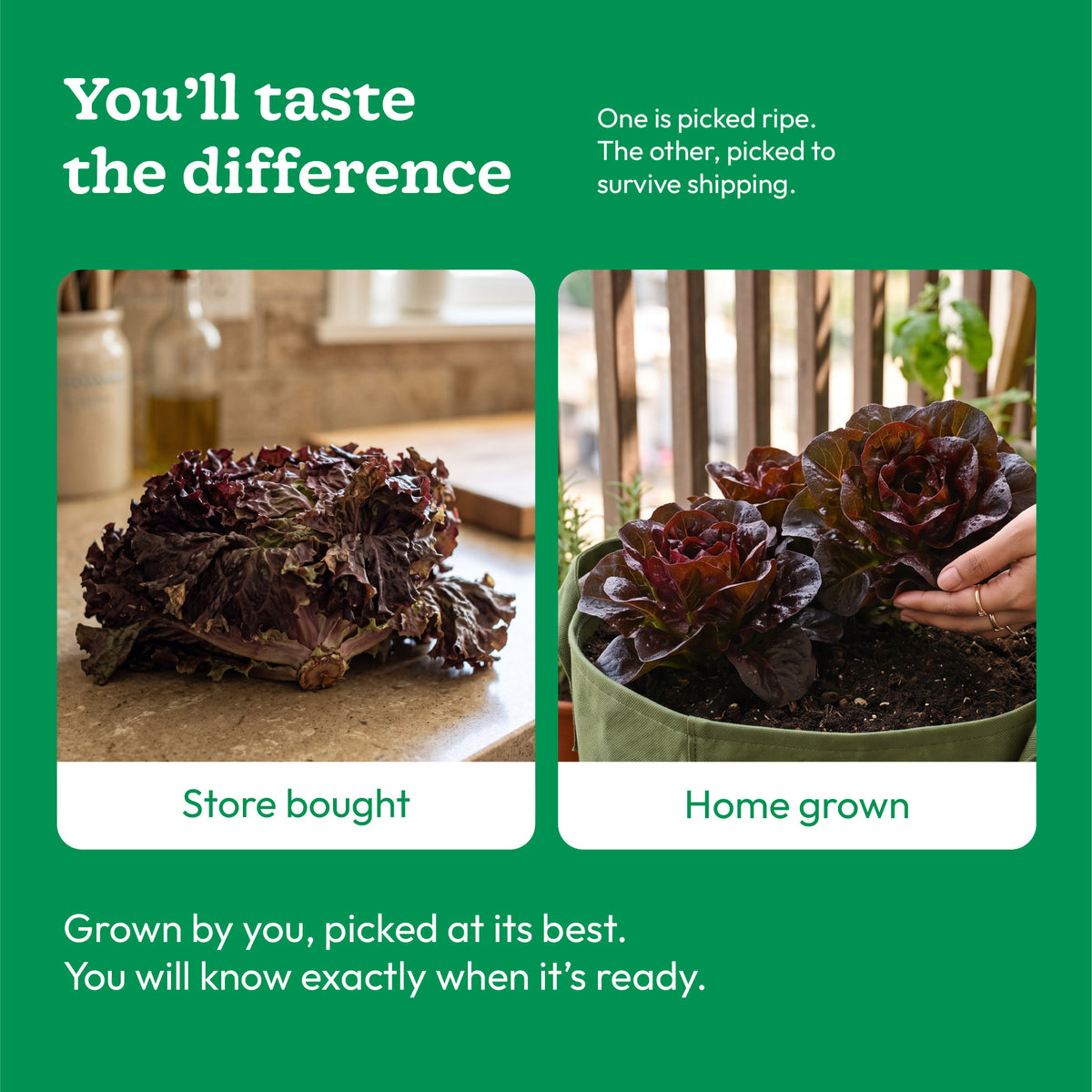 Lettuce Black Rose Seeds