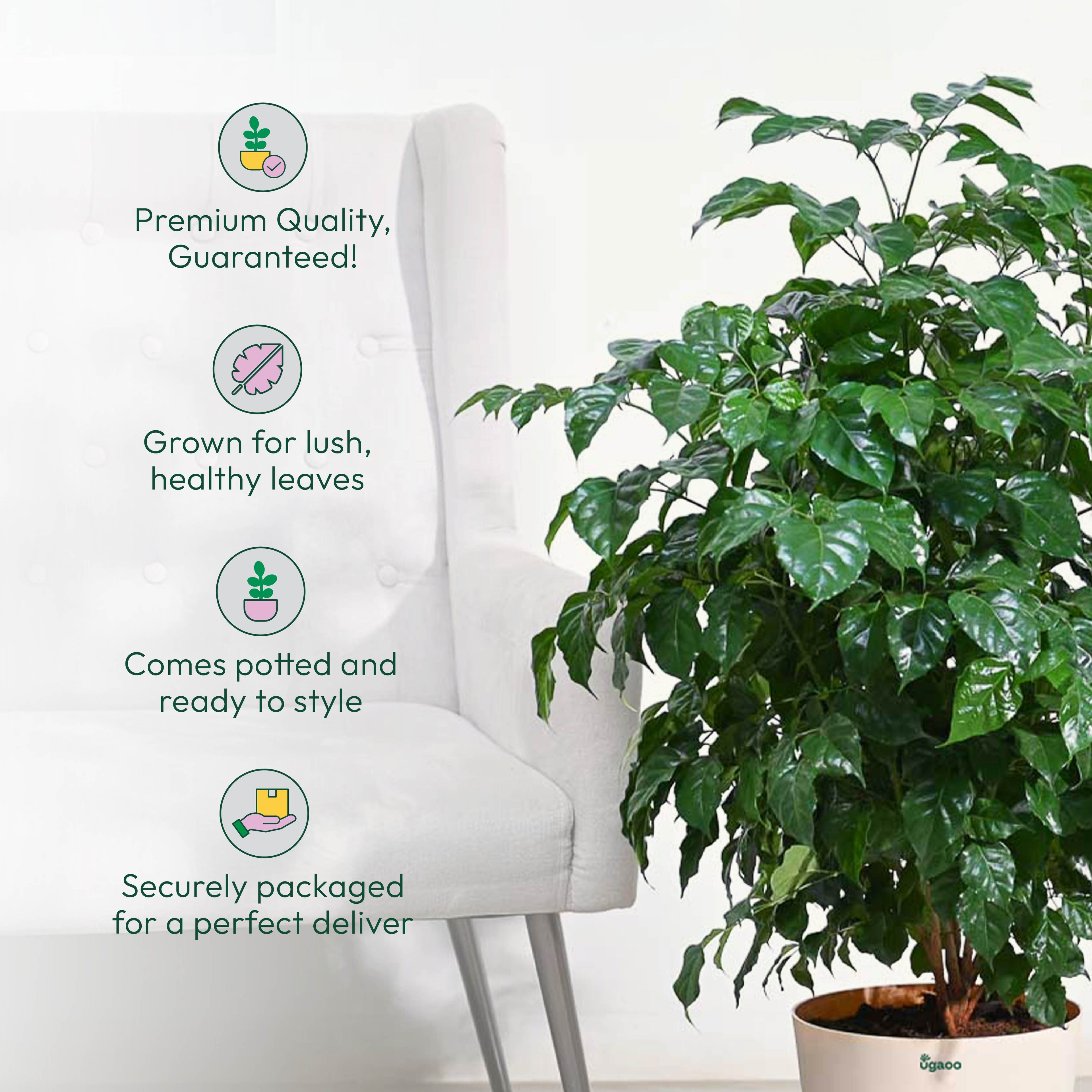 The China Doll Plant - XL