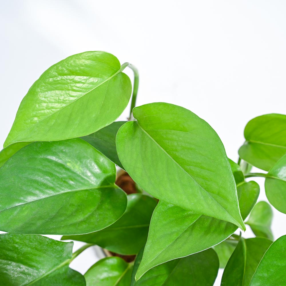 money plants for home_NUPL0017SBK