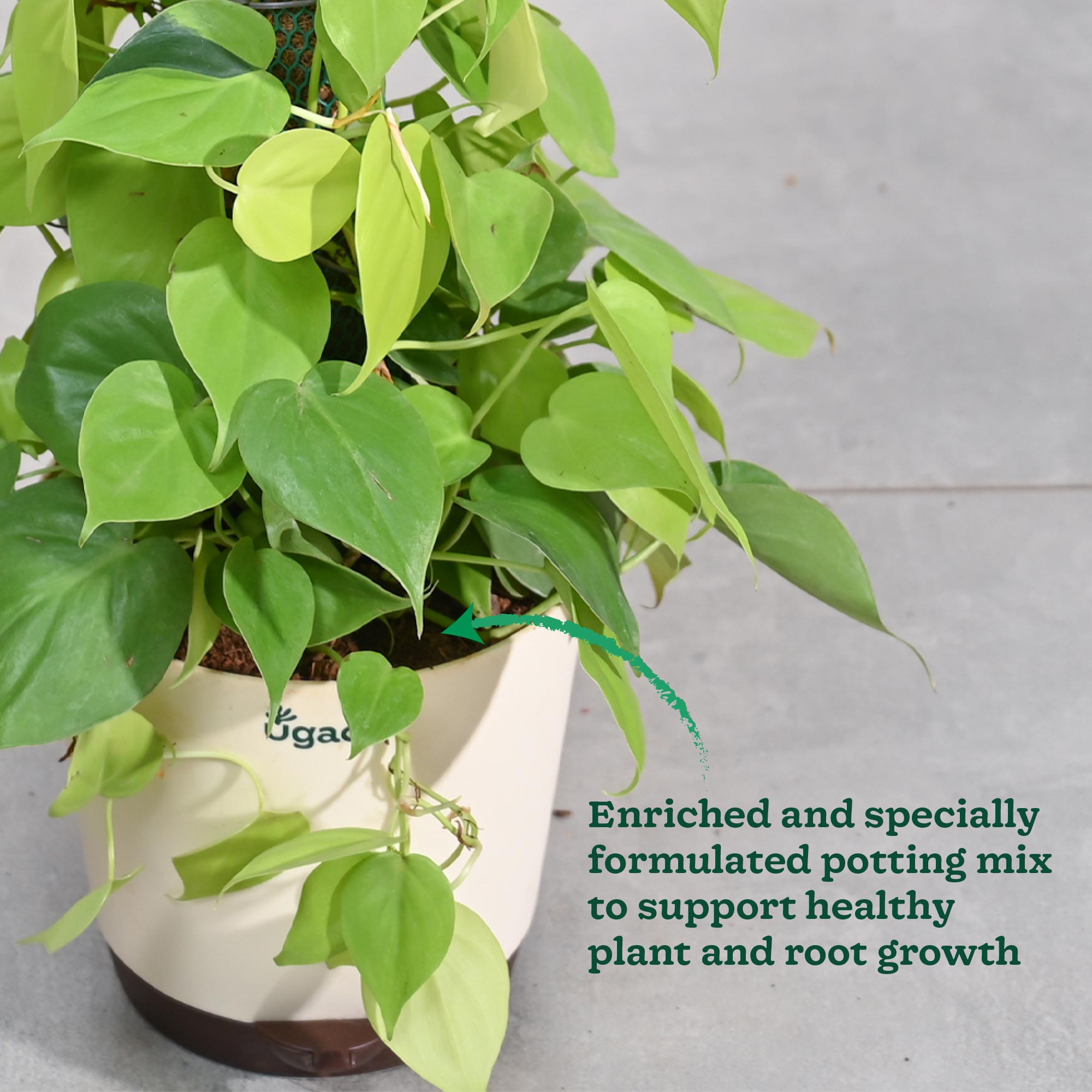 Philodendron Oxycardium Golden Plant with Moss Stick