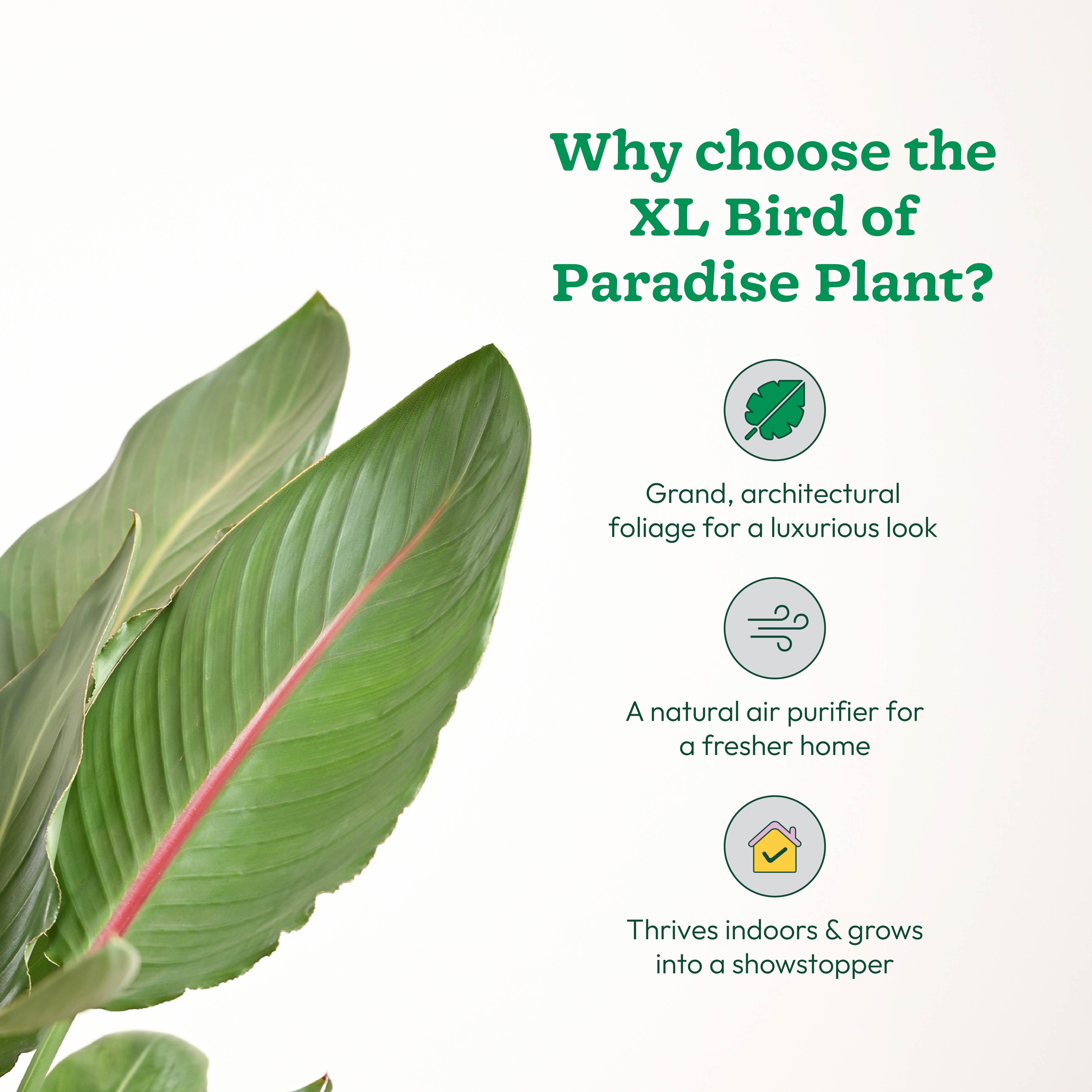 Bird Of Paradise Orange Plant - XL