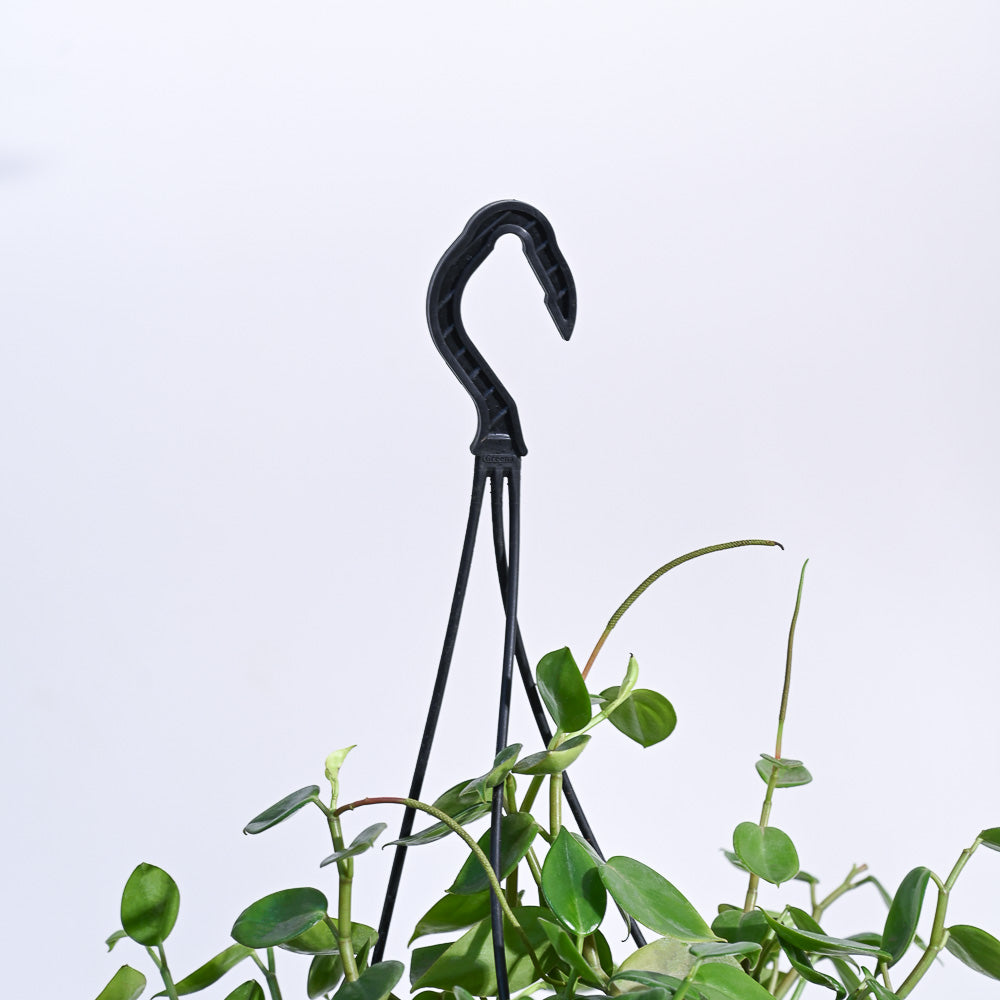 Peperomia Green Creeper with Hanging Planter