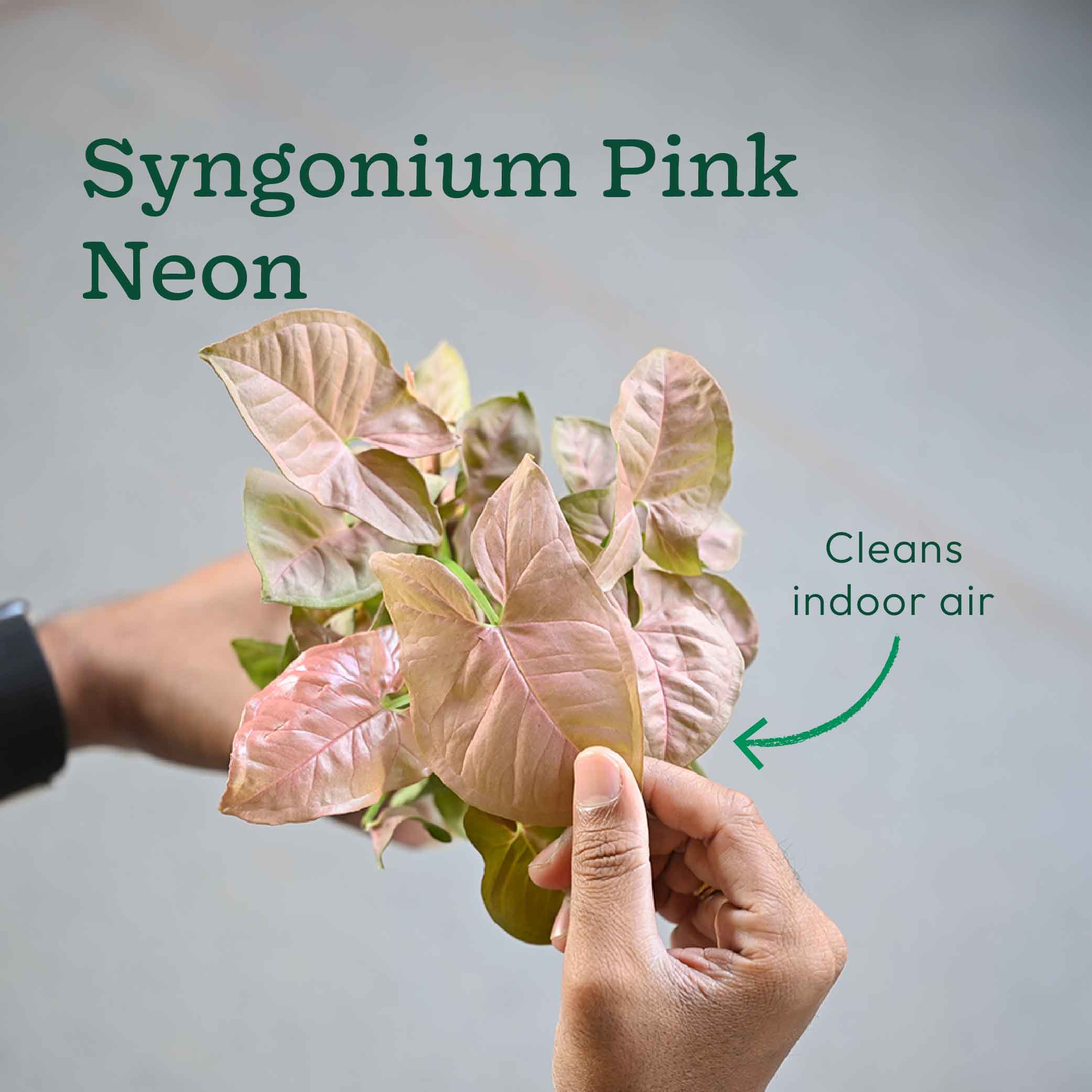 Set of 6 Air Filtration Indoor Plants