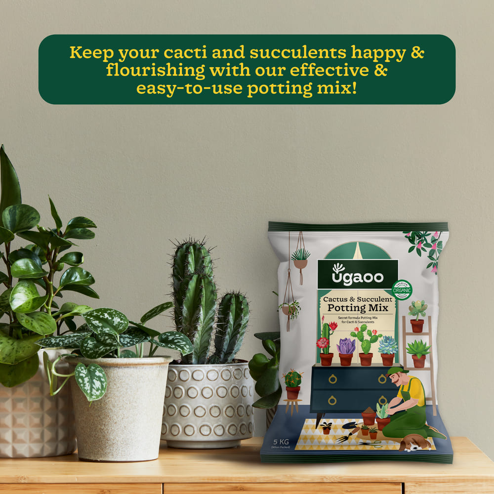 Cactus & Succulent Potting Mix - 5 kg