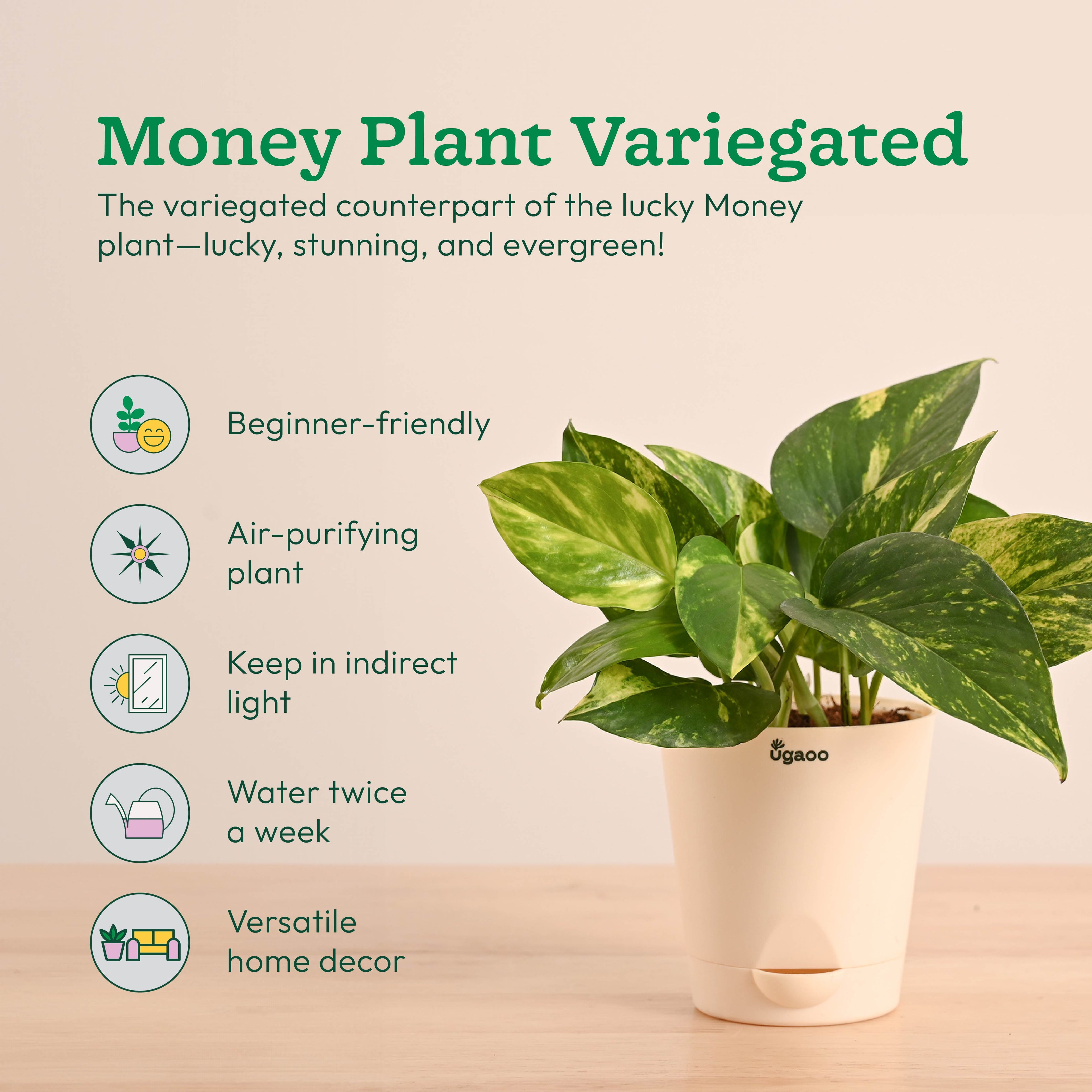 Vastu & Feng Shui Lucky Plant Combo - Good Luck Plants for Home