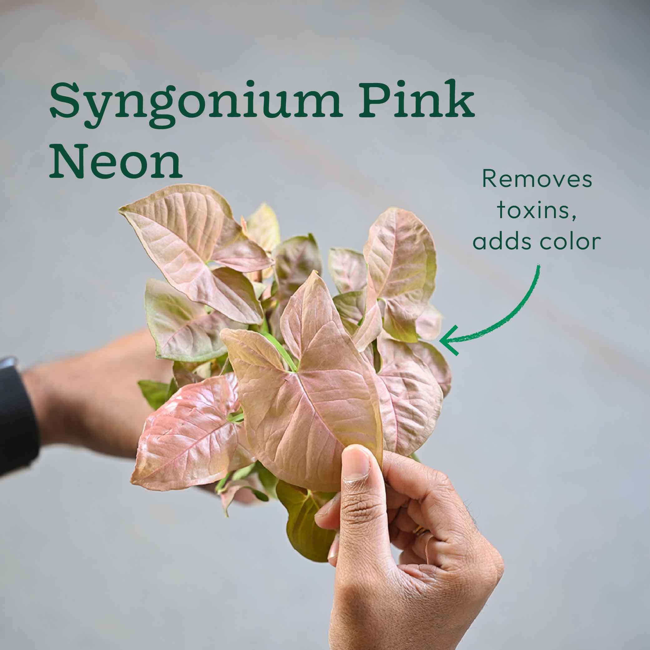 Set of 6 Air Purifying Indoor Plant Bundle