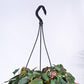 Philodendron Micans Plant With Hanging Pot