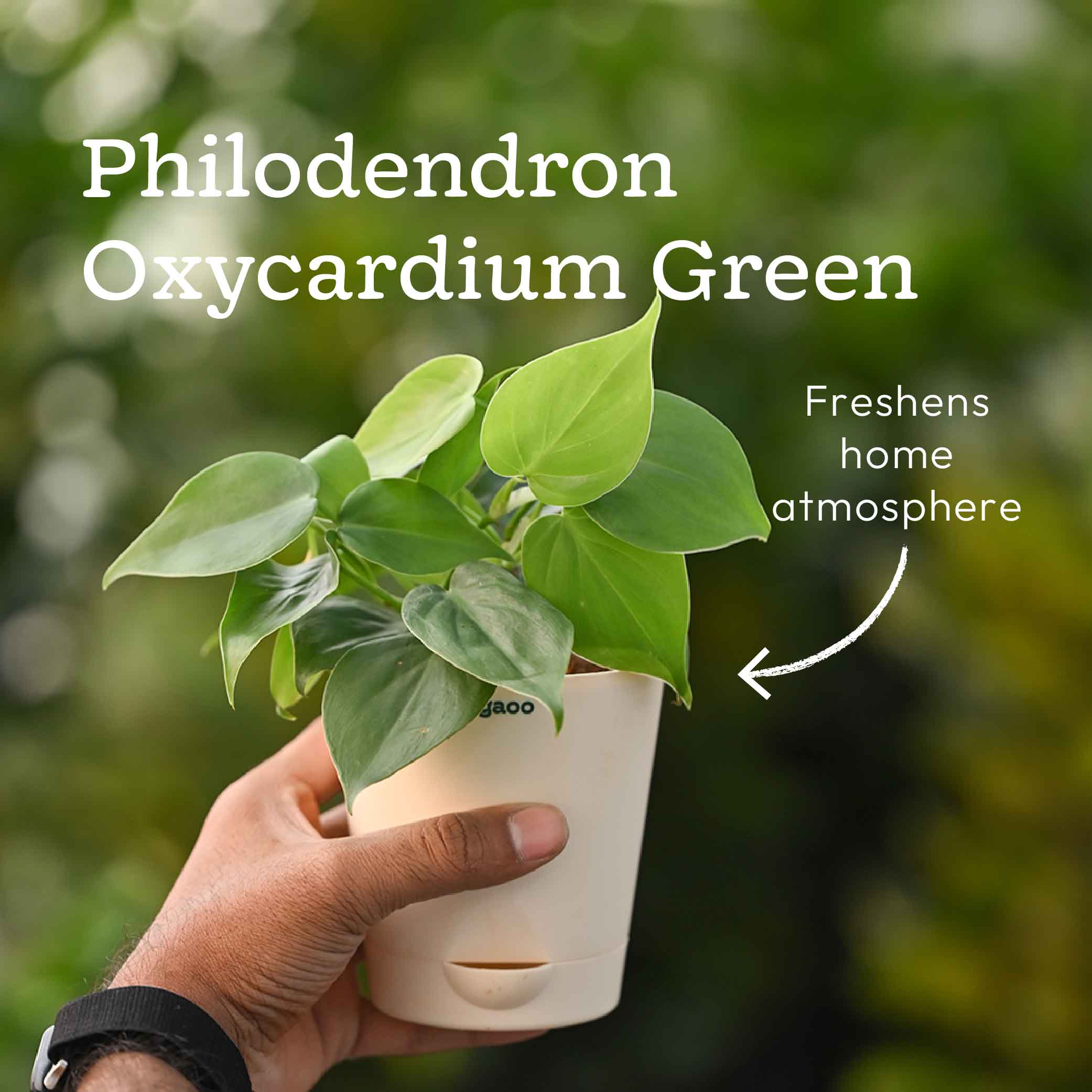 Bundle of 4 Compact Air Purifying Plant Bundle