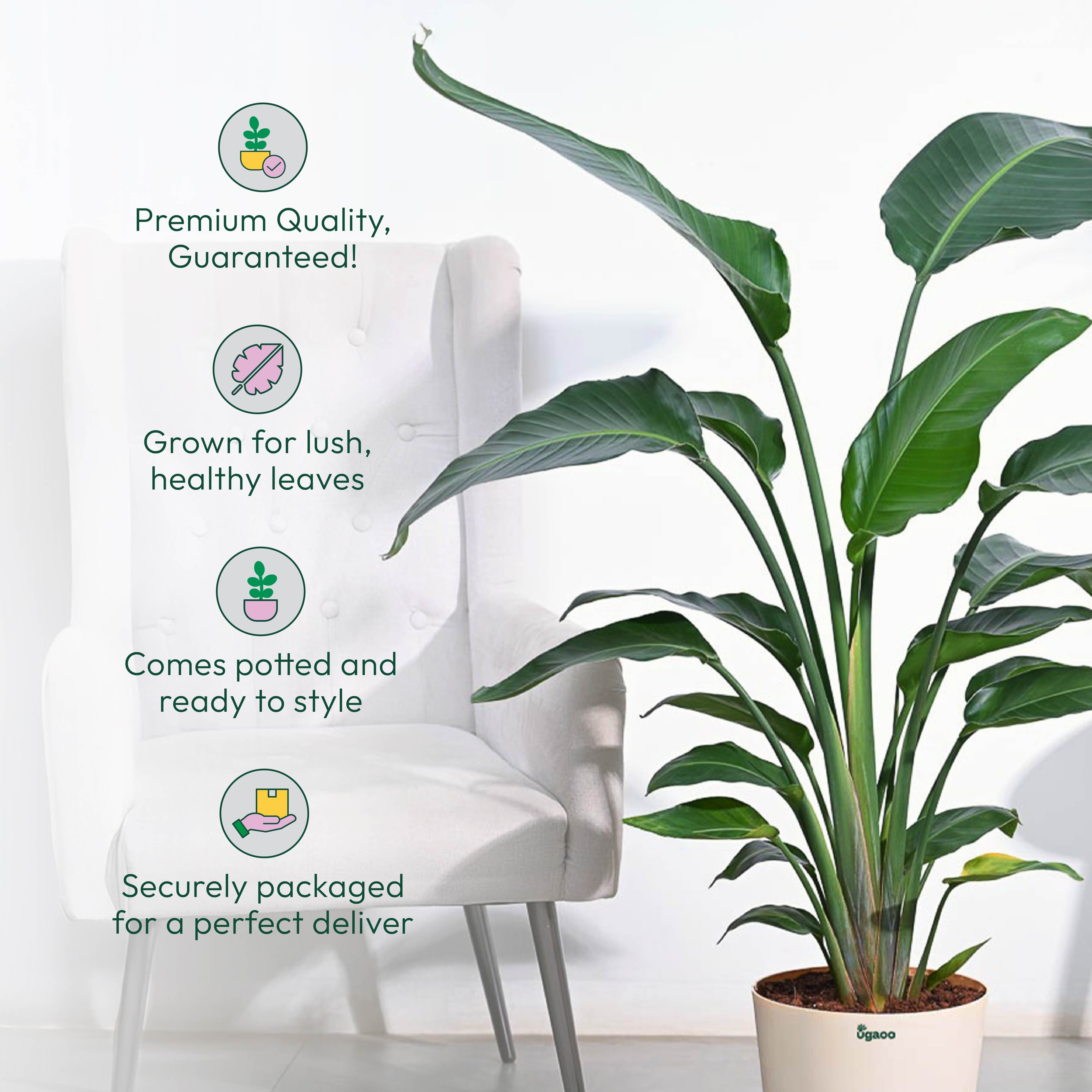 Bird of Paradise Plant - XL
