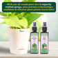 Plant Beginners Kit with Money Plant Golden