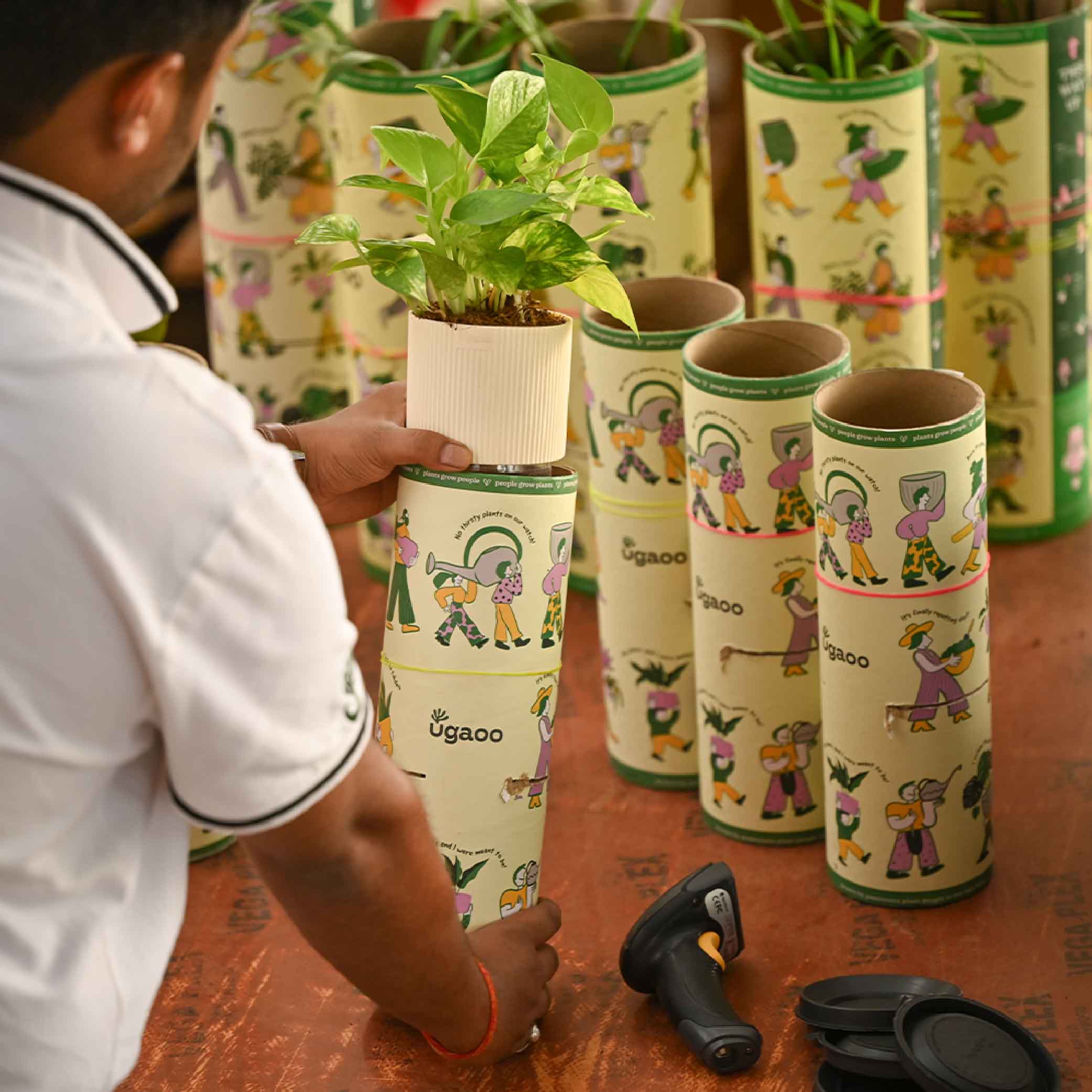 Set of 4 Indoor Plant Decor Bundle