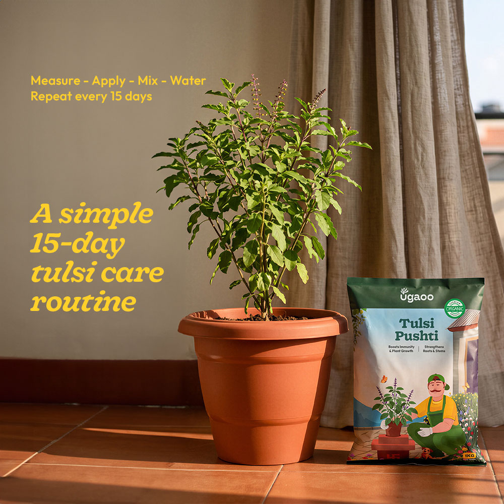 Tulsi Pushti