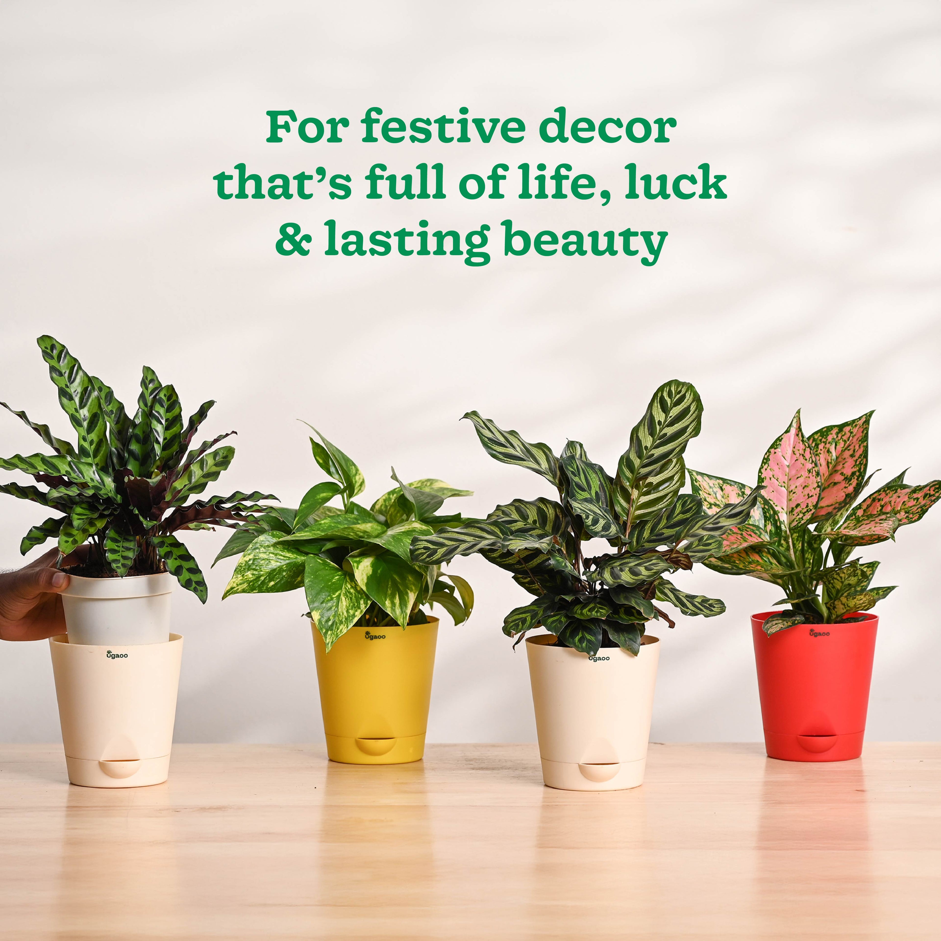 Ganapati Decor - Bundle of Plants