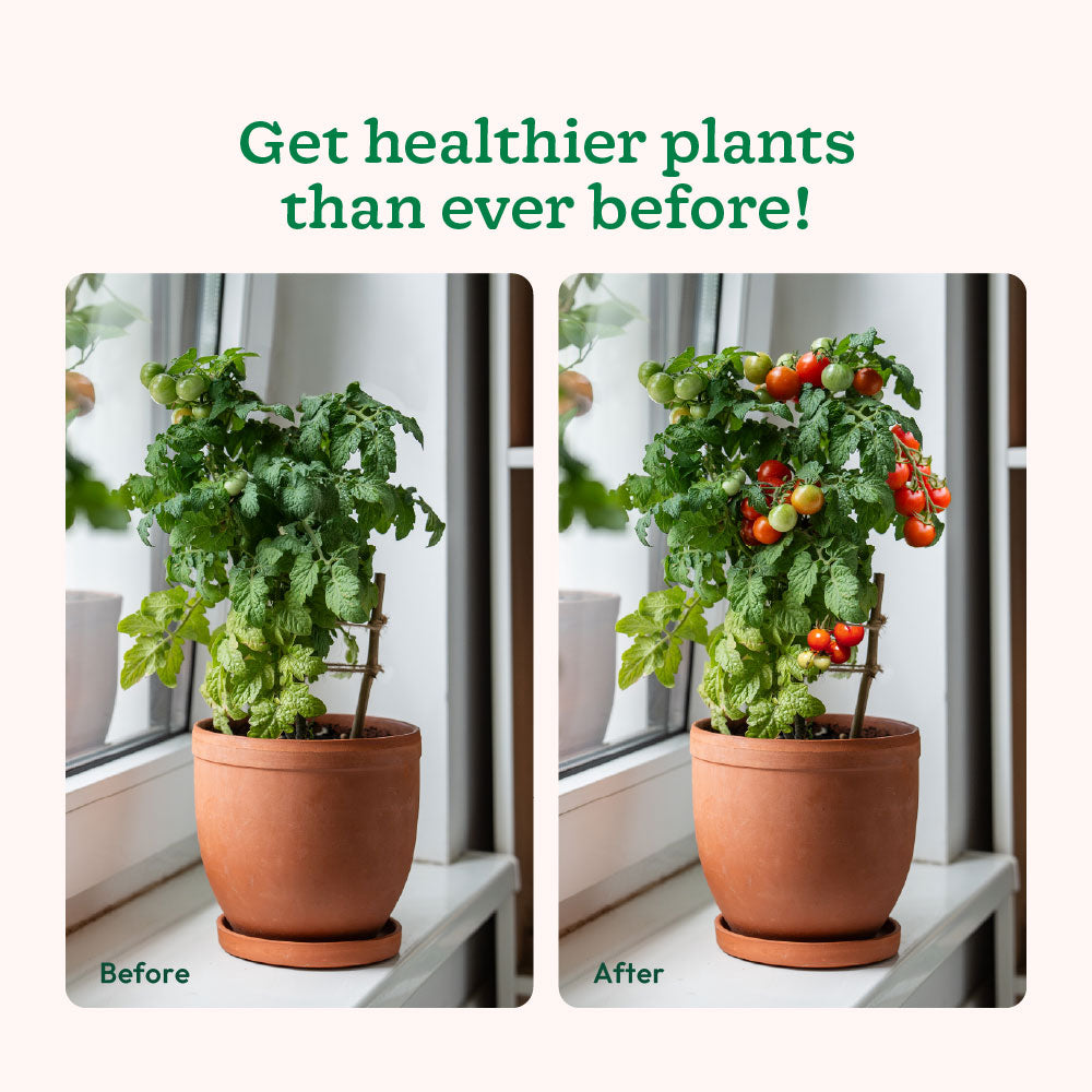 Bio DAP Fertilizer for Plants