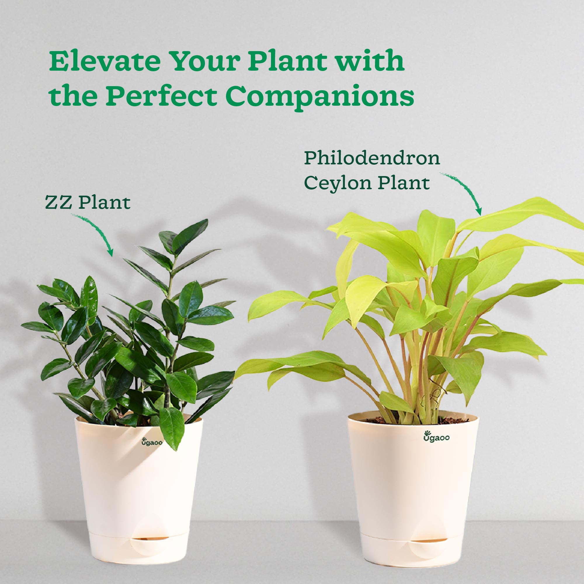 Philodendron Oxycardium Golden Plant with Moss Stick