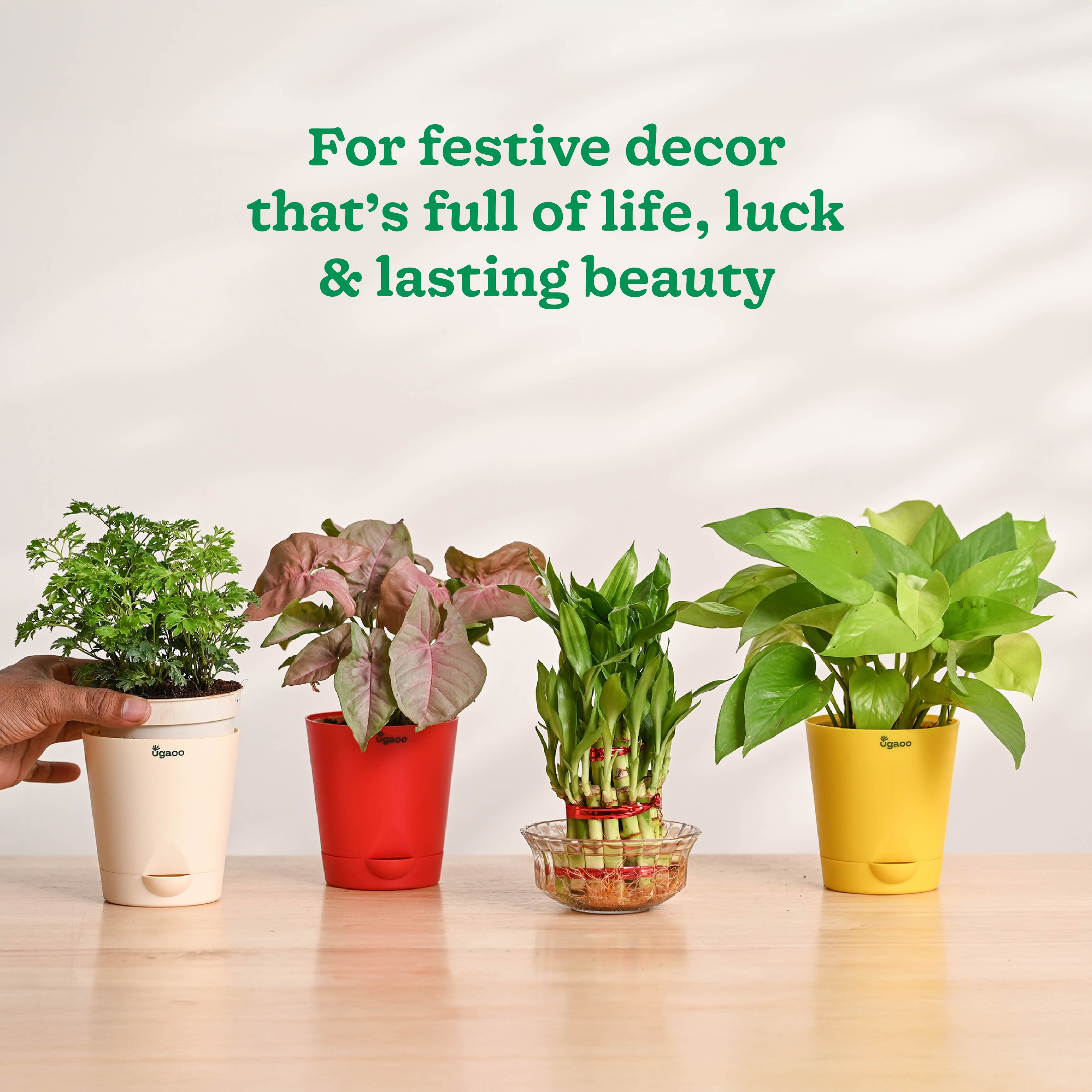 Ganapati Decor - Set of Plants