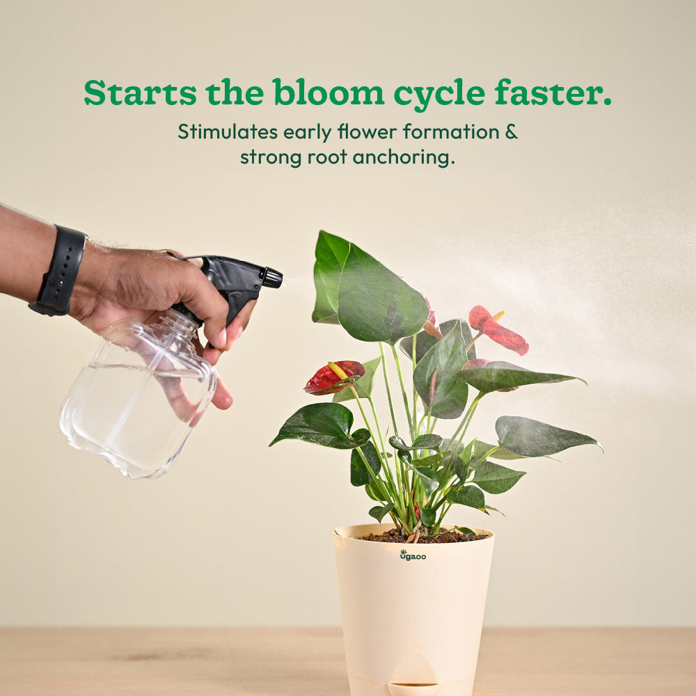 Instagrow NPK 12:61:00 Fertilizer