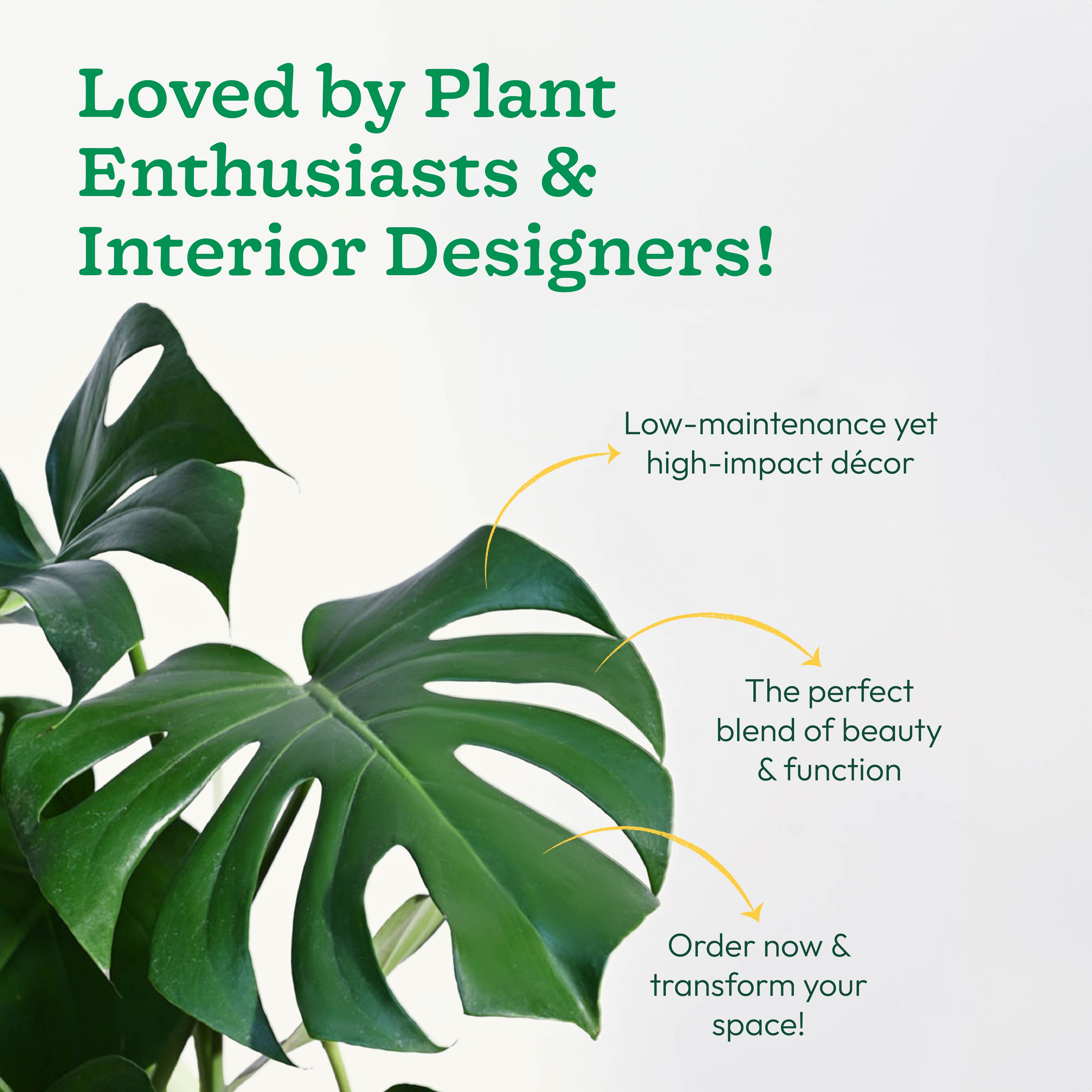 Monstera Deliciosa Plant - XL