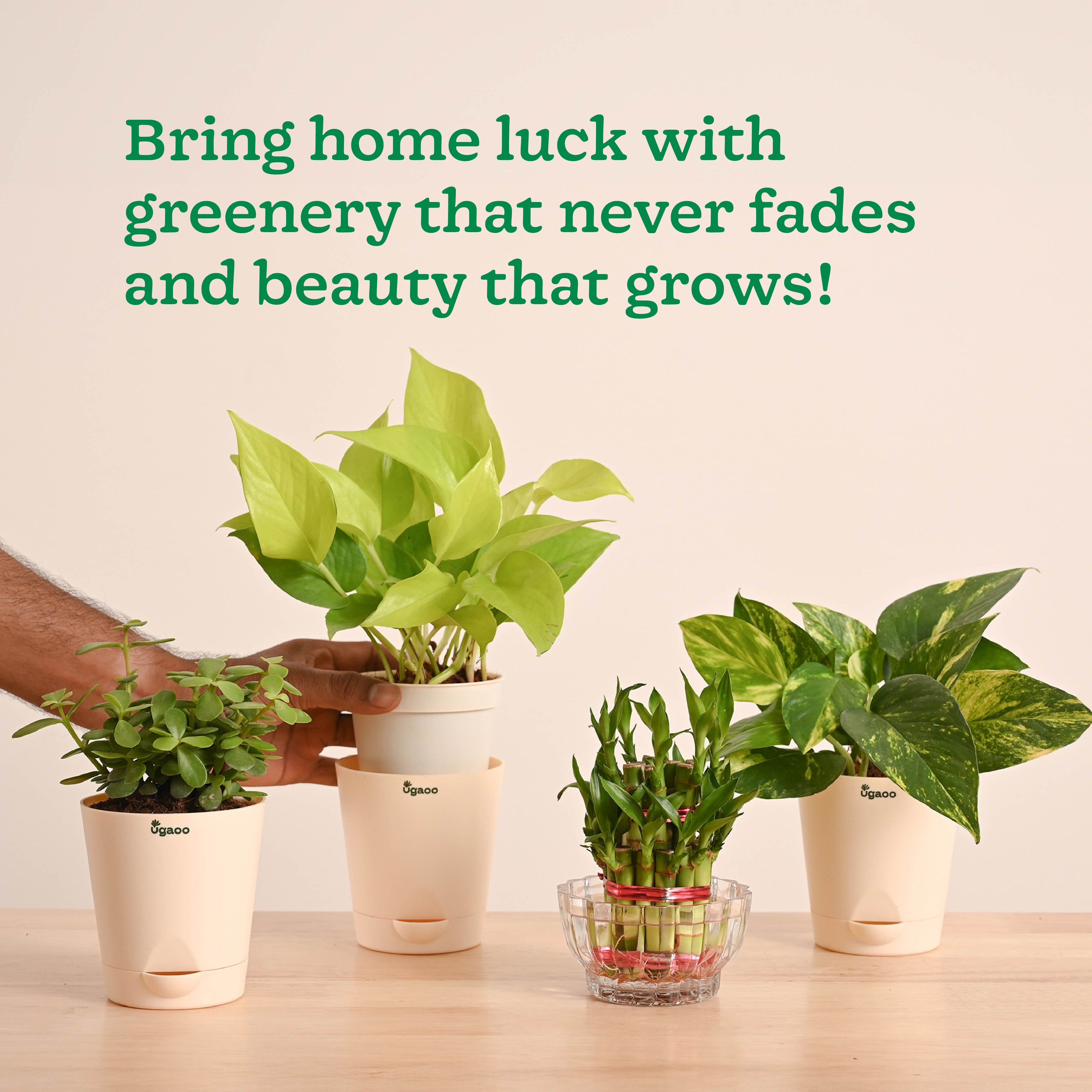 Vastu & Feng Shui Lucky Plant Combo - Good Luck Plants for Home
