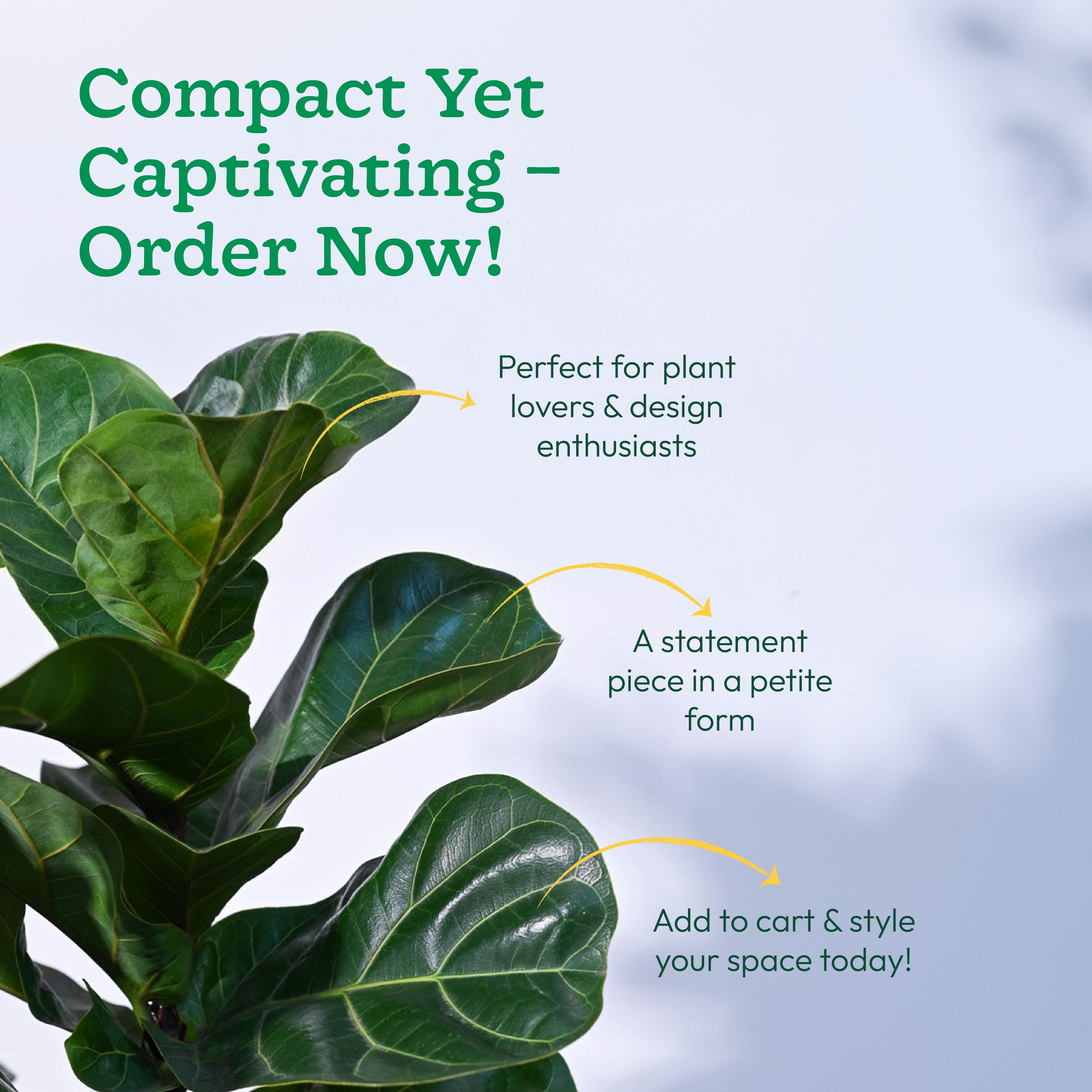 Ficus Lyrata Bambino -XL