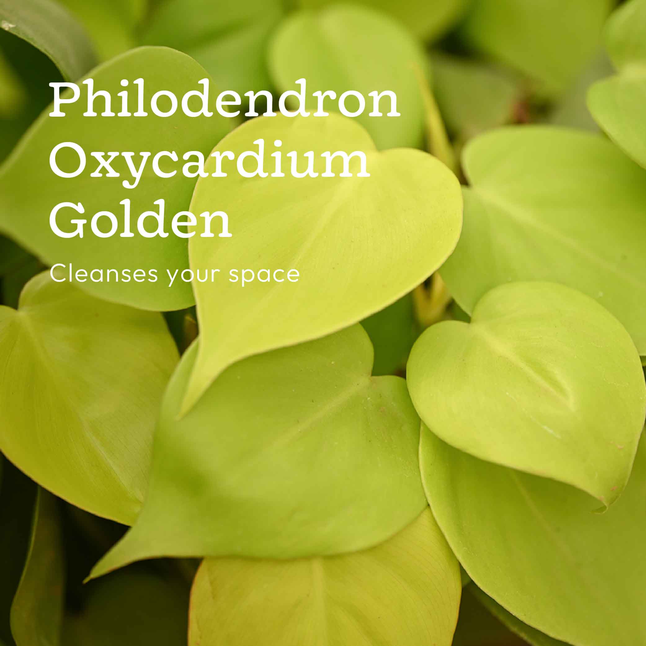 Set of 6 Air Purifying Indoor Plant Bundle