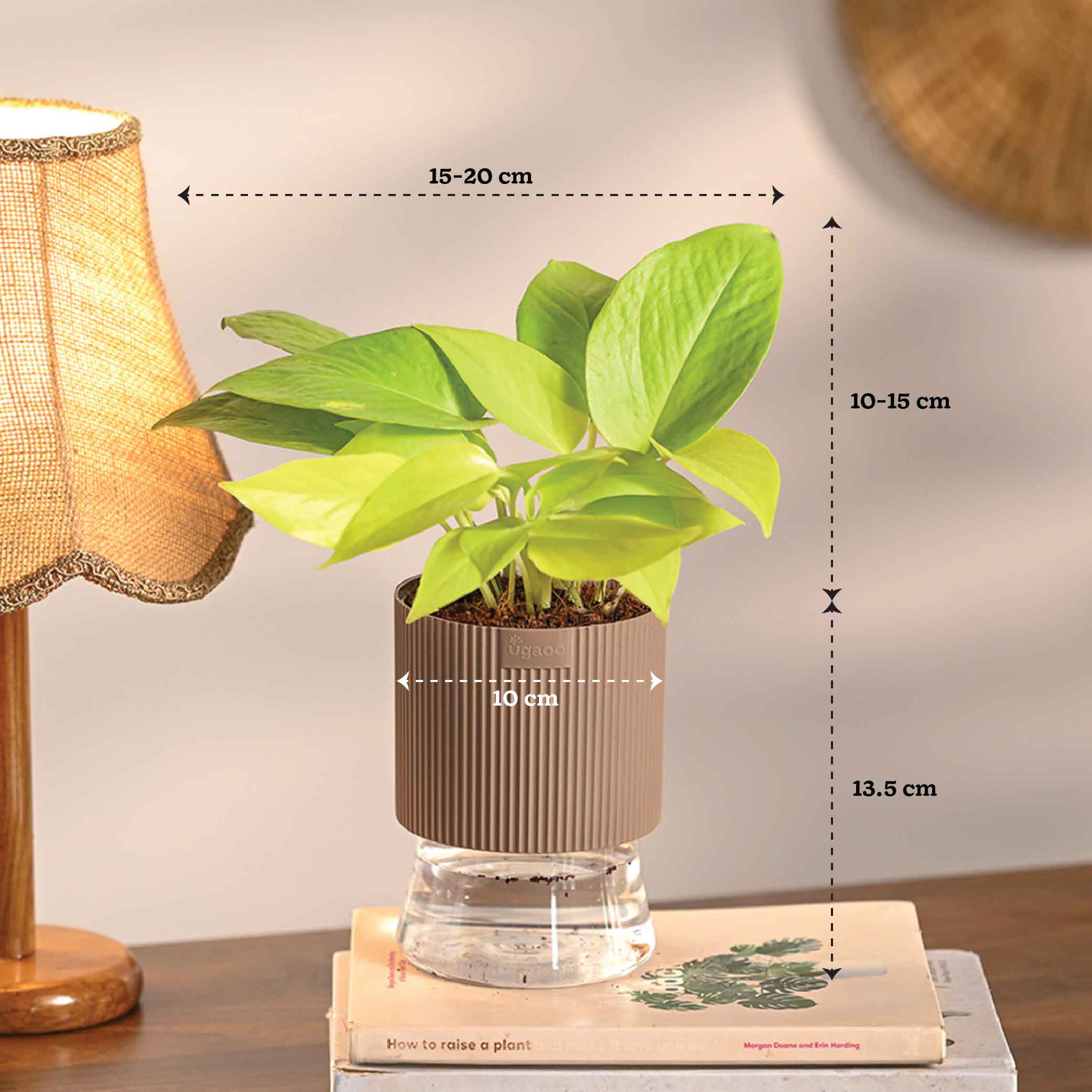 Set of 4 Indoor Plant Decor Bundle