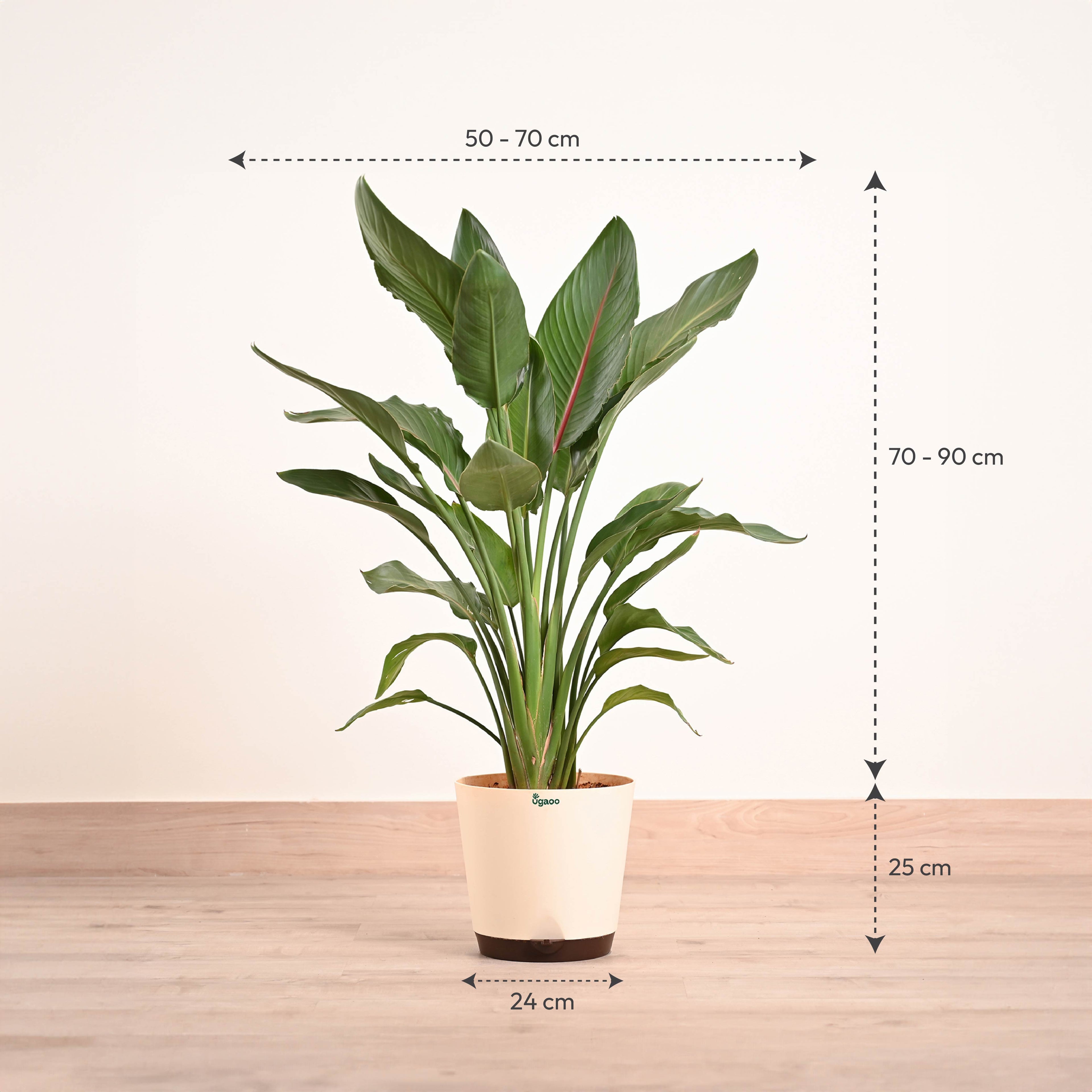 Bird Of Paradise Orange Plant - XL