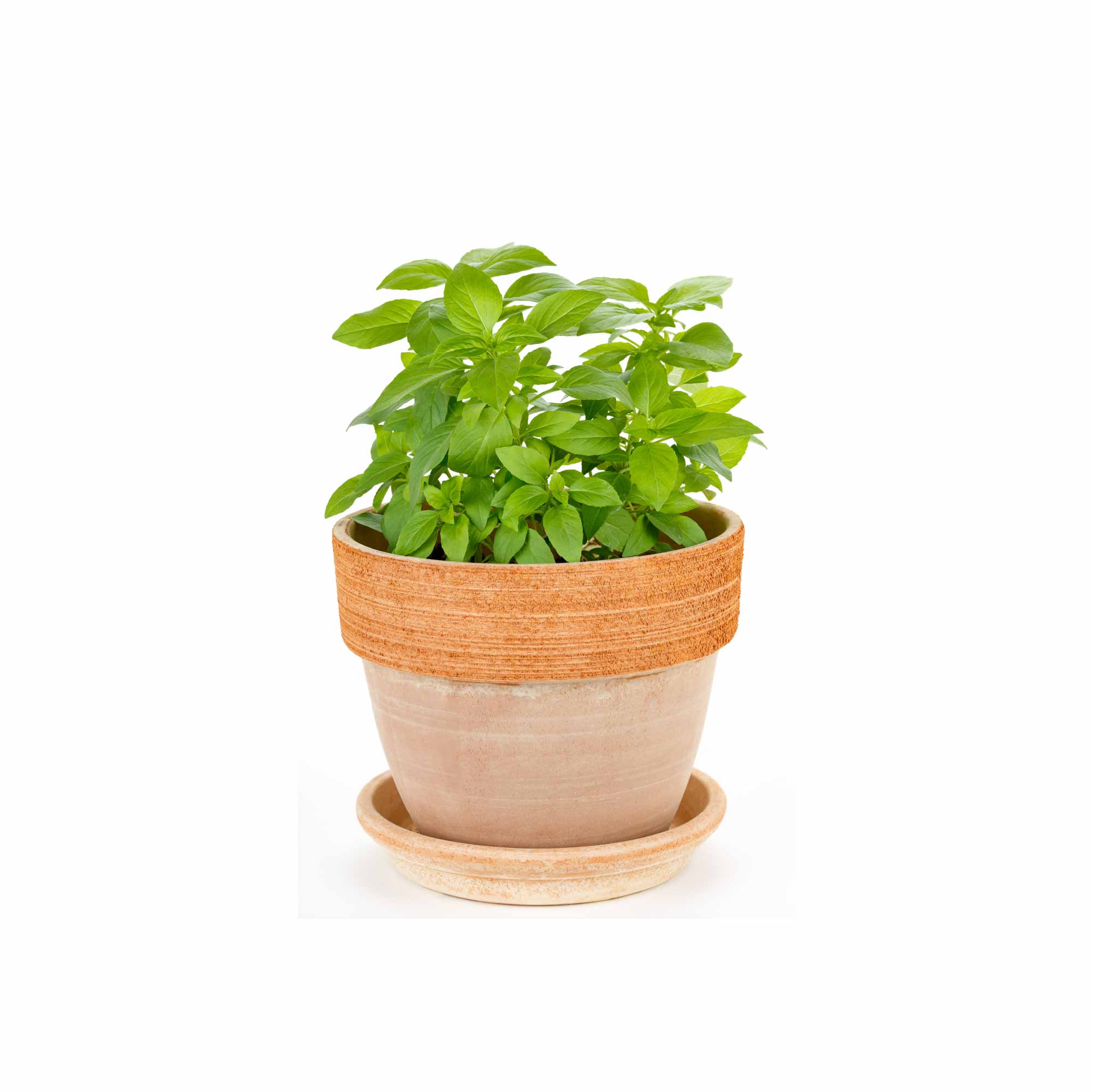 Thai Basil (1000 Seeds)