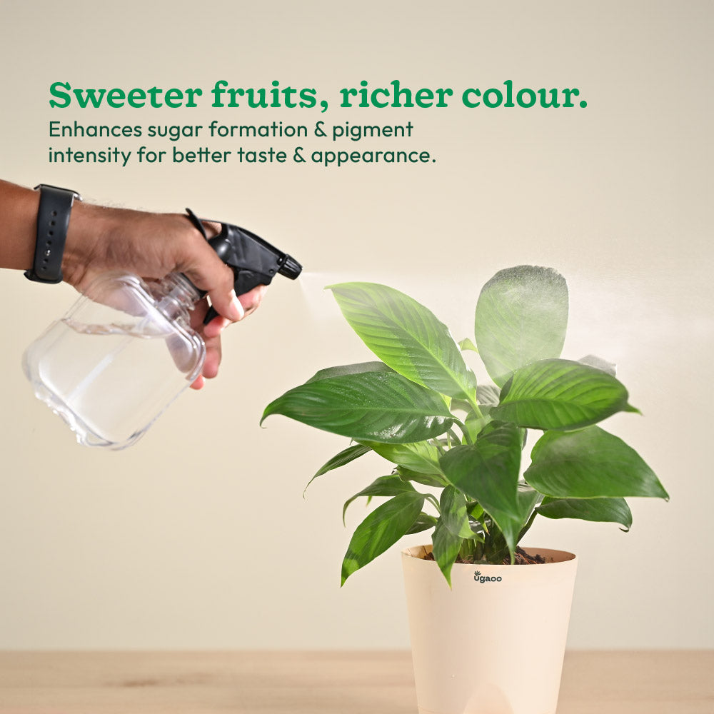 Instagrow NPK 00:52:34 Fertilizer