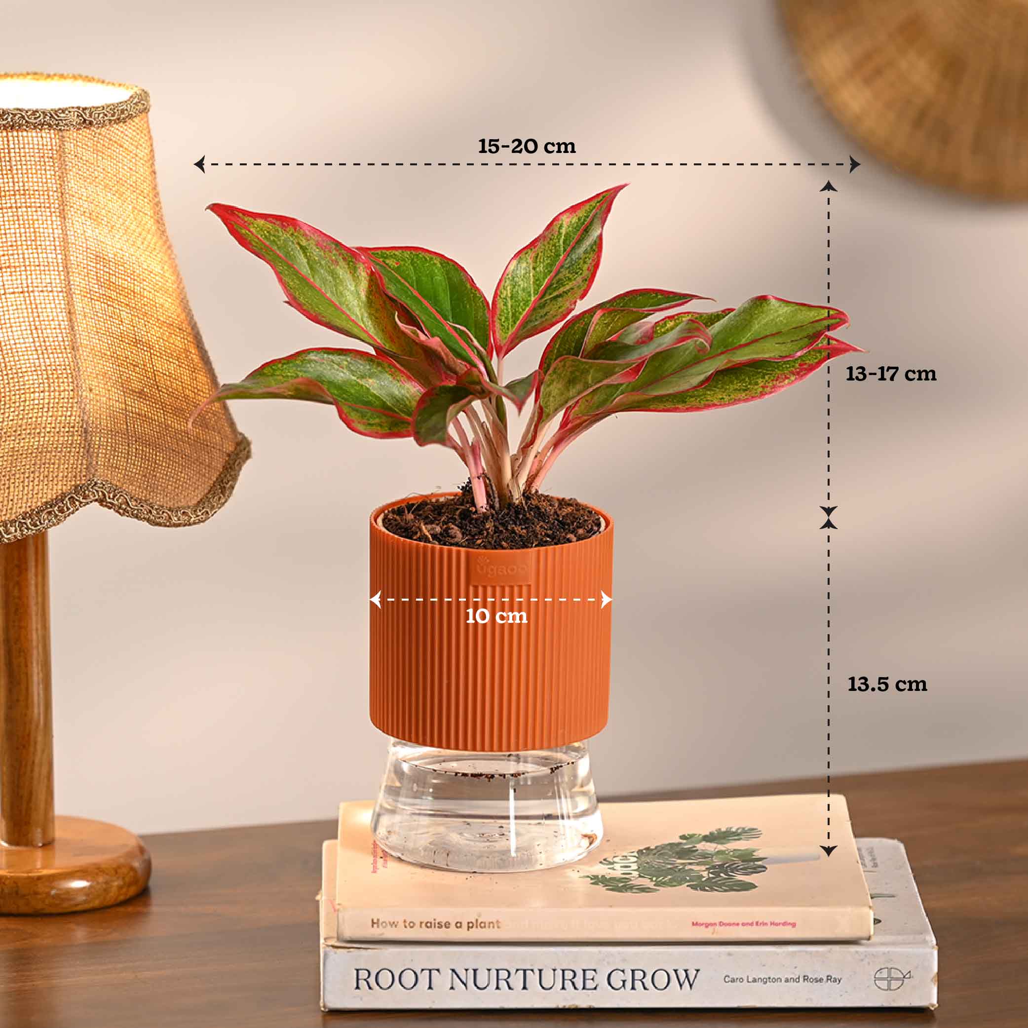 Combo of 4 Plant Set for Office Desk