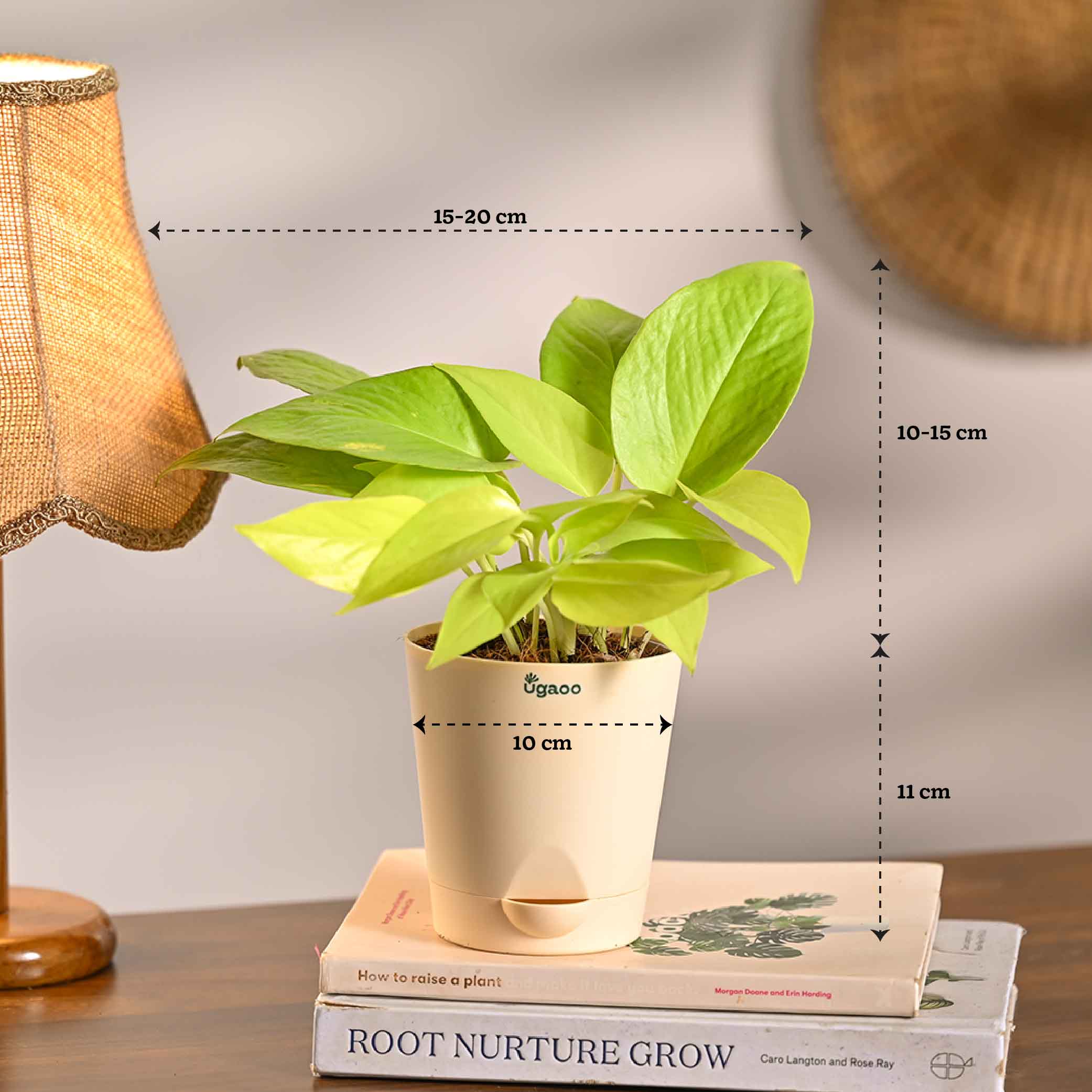 Bundle of 4 Compact Air Purifying Plant Bundle