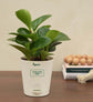 Peperomia Green Plant Corporate Gift Hamper