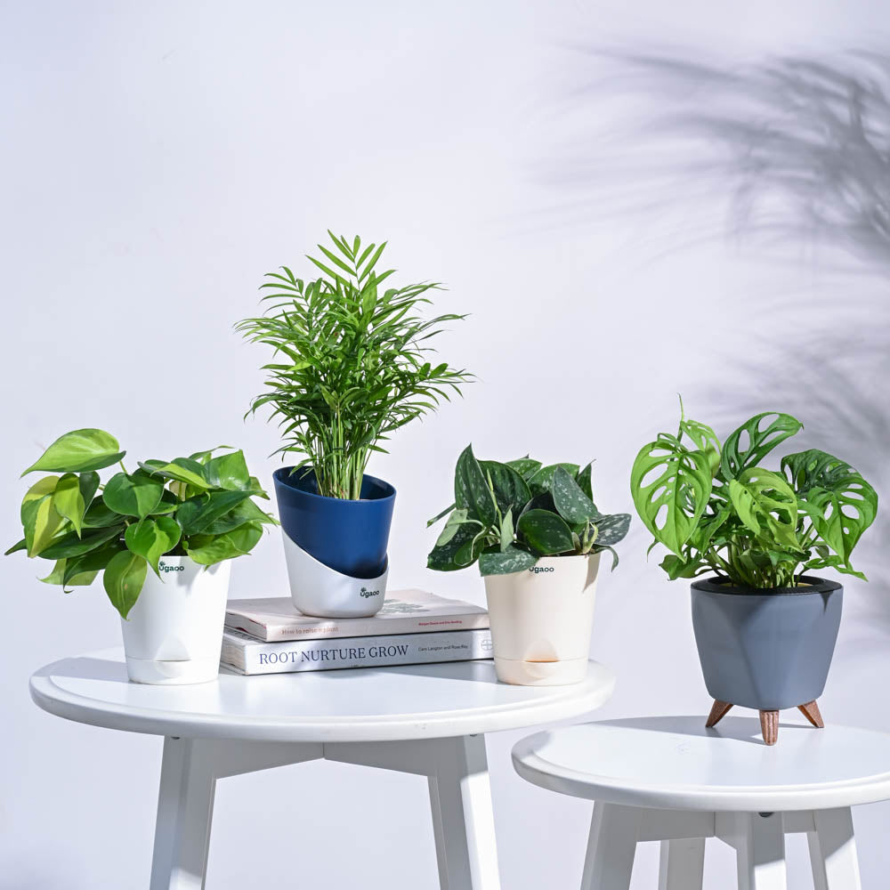ugaoo indoor plants Tropical Wonder Indoor Plant Bundle – Ugaoo