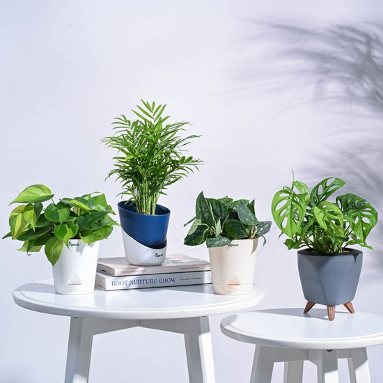 Tropical Wonder Indoor Plant Bundle