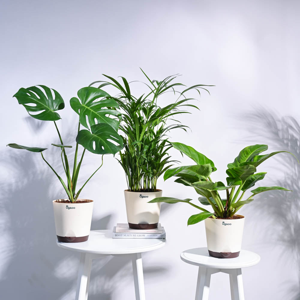 urban jungle plant pots Urban Jungle Indoor Plant Bundle – Ugaoo