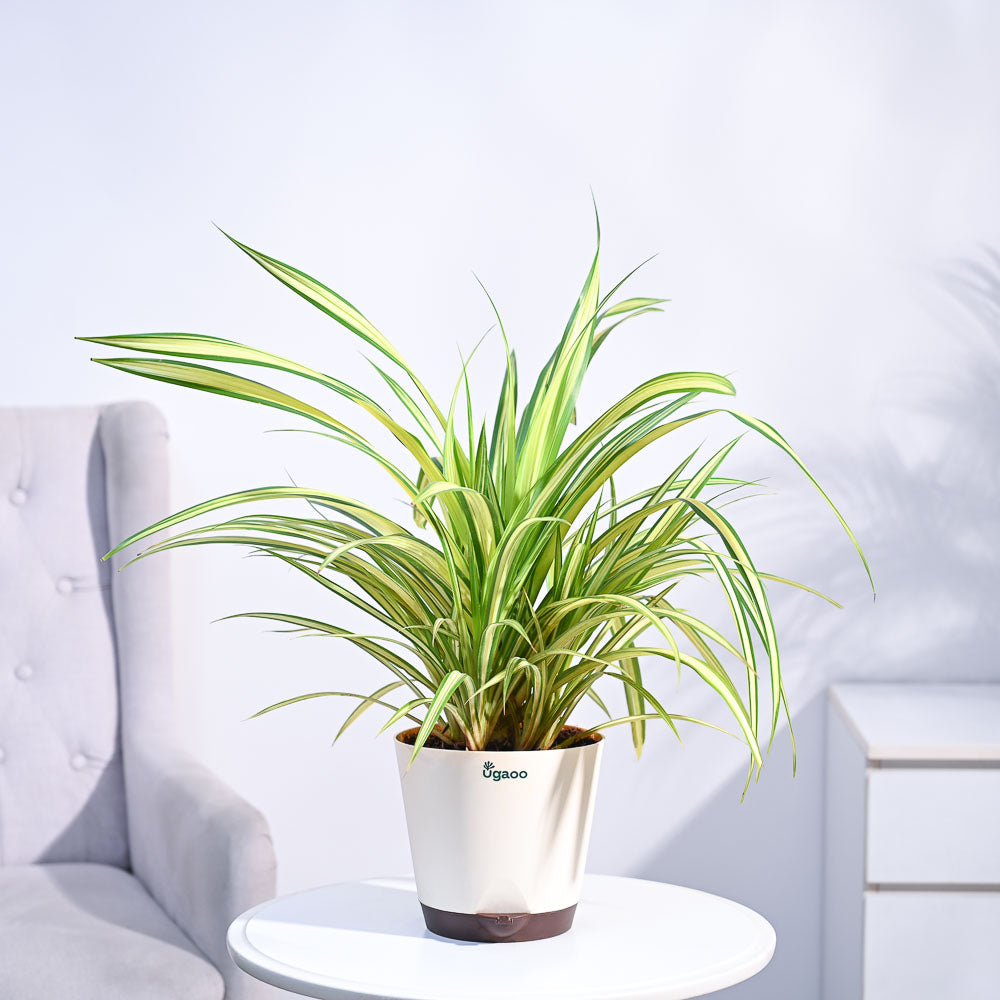pandan plant indoor Pandanus Plant – Ugaoo